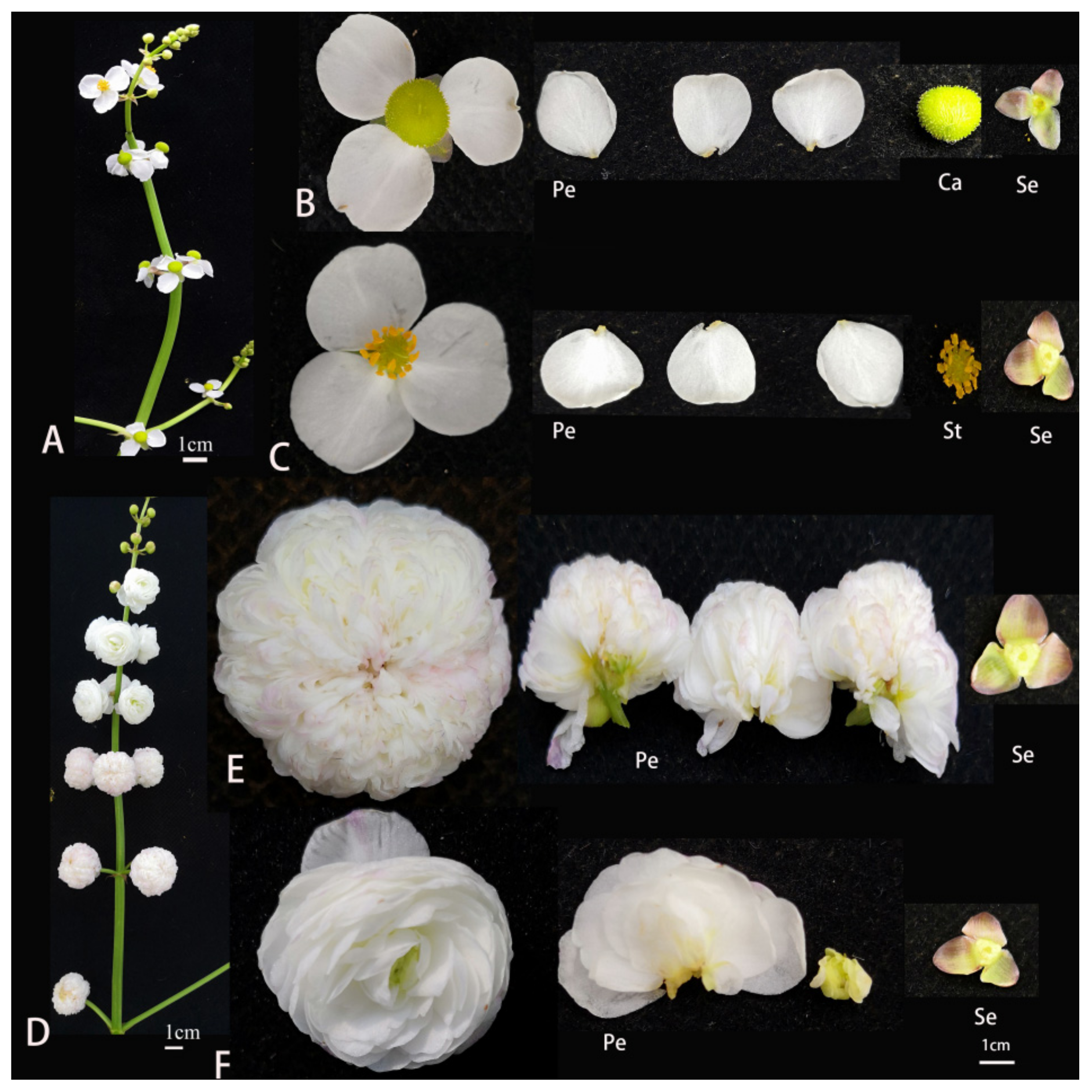 Ijms 23 02240 g001 Ijms 23 02240 g001