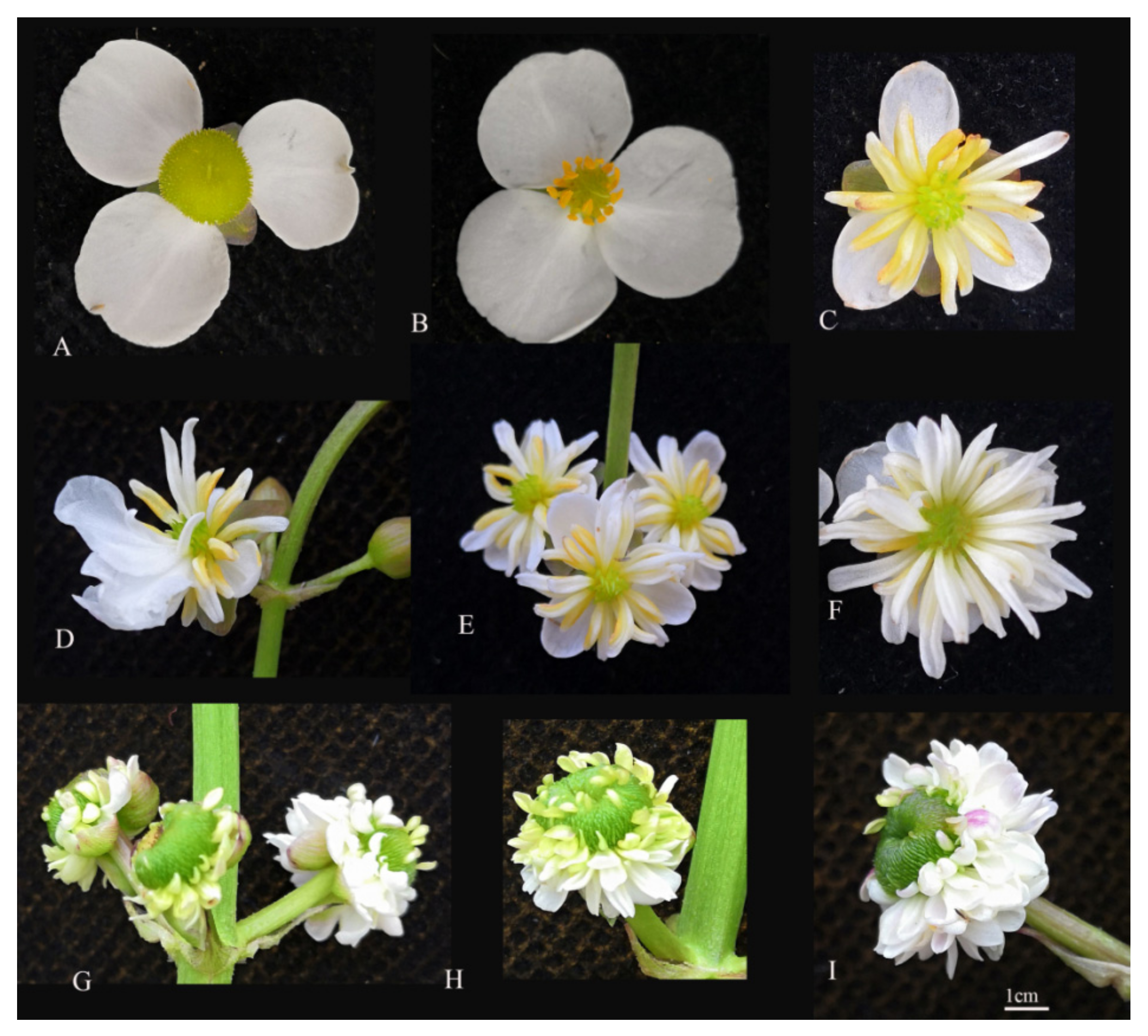 Ijms 23 02240 g008 Ijms 23 02240 g008