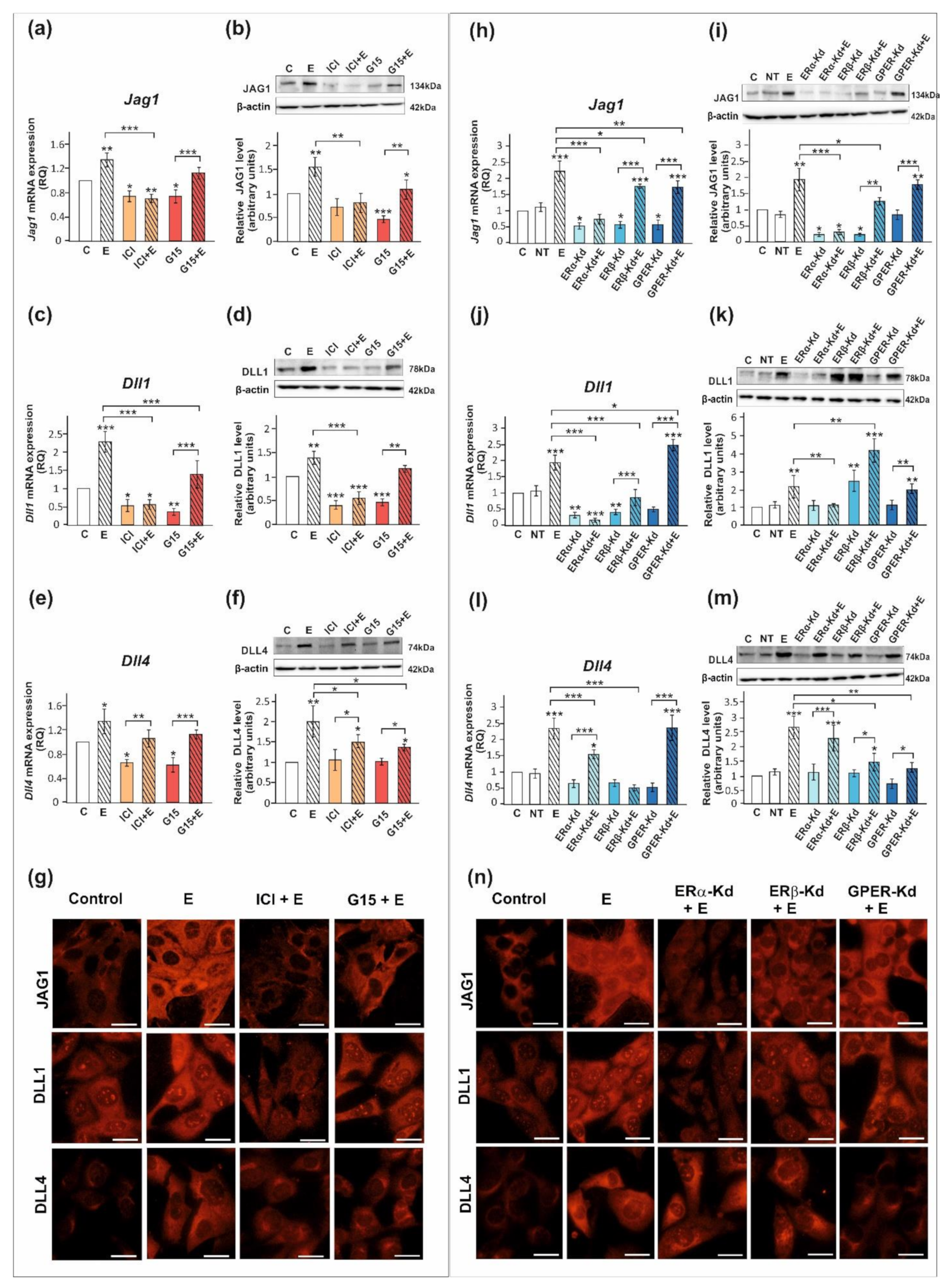 Ijms 23 02284 g004 Ijms 23 02284 g004