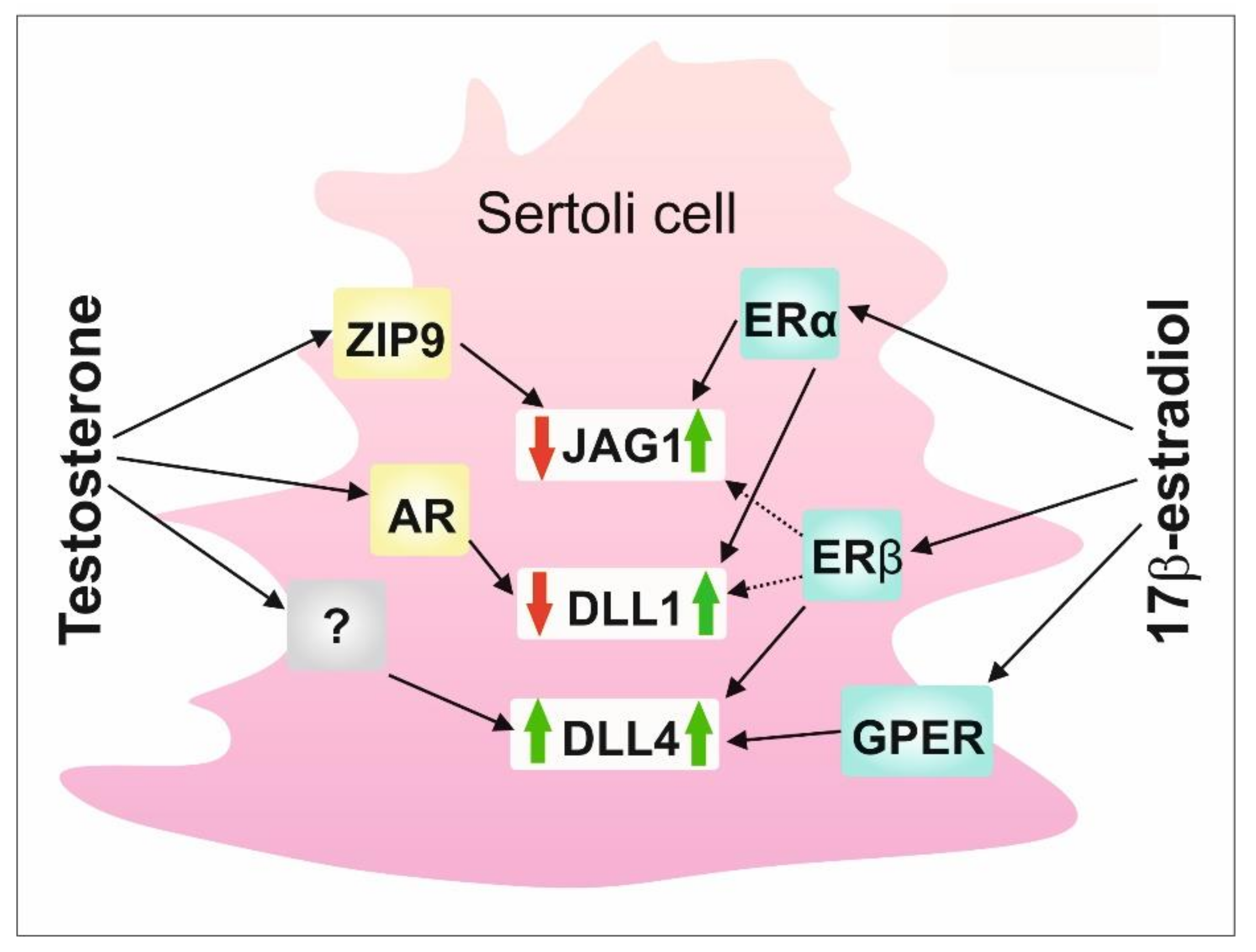 Ijms 23 02284 g005 Ijms 23 02284 g005