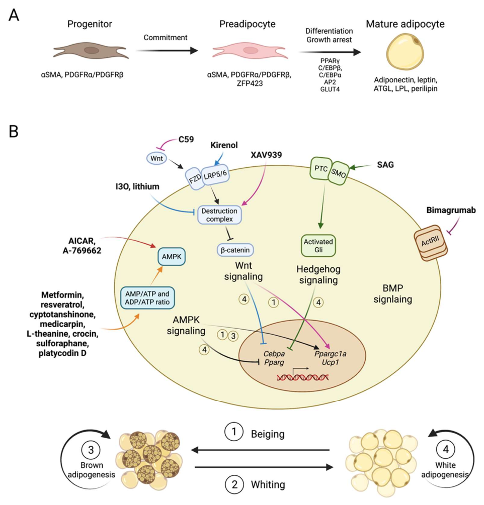 The Potential to Fight Obesity with Adipogenesis Modulating Compounds ...