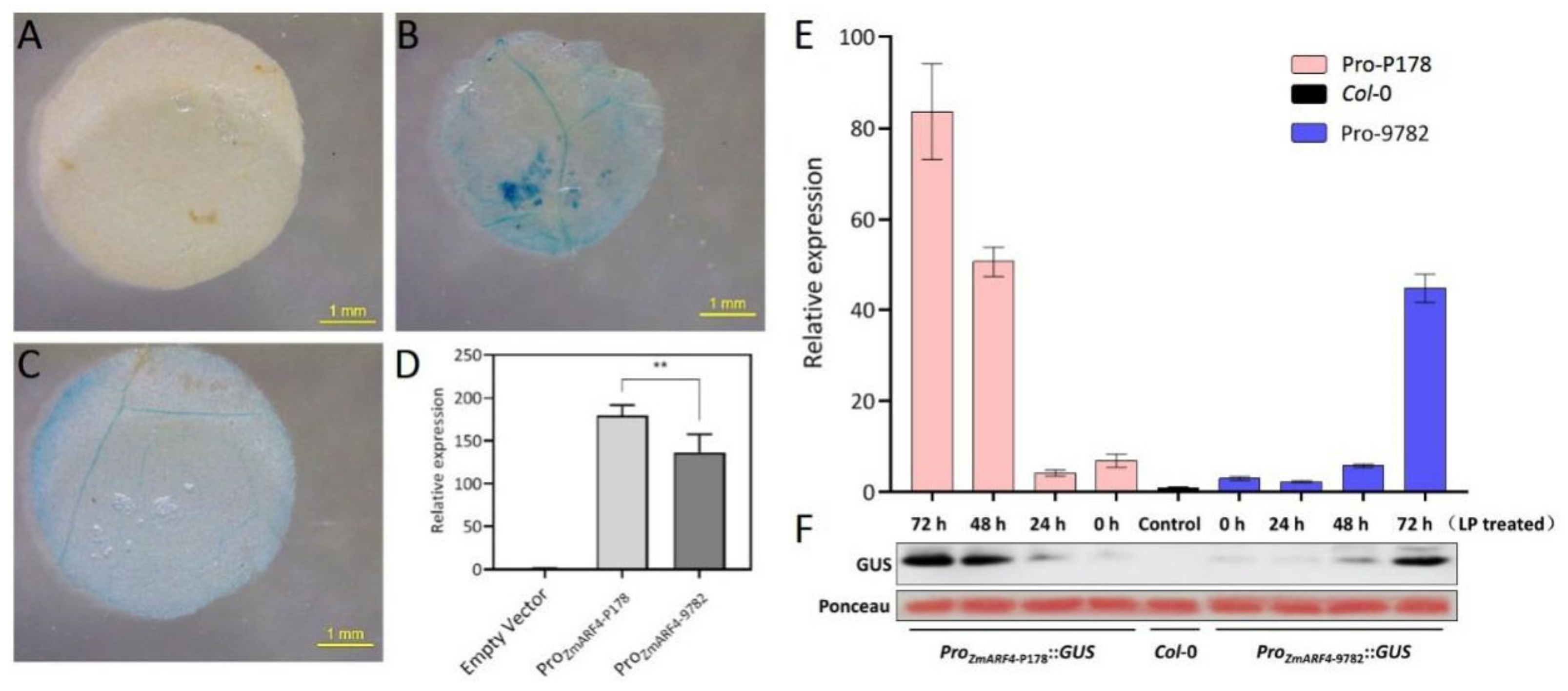 Ijms 23 02361 g001 Ijms 23 02361 g001