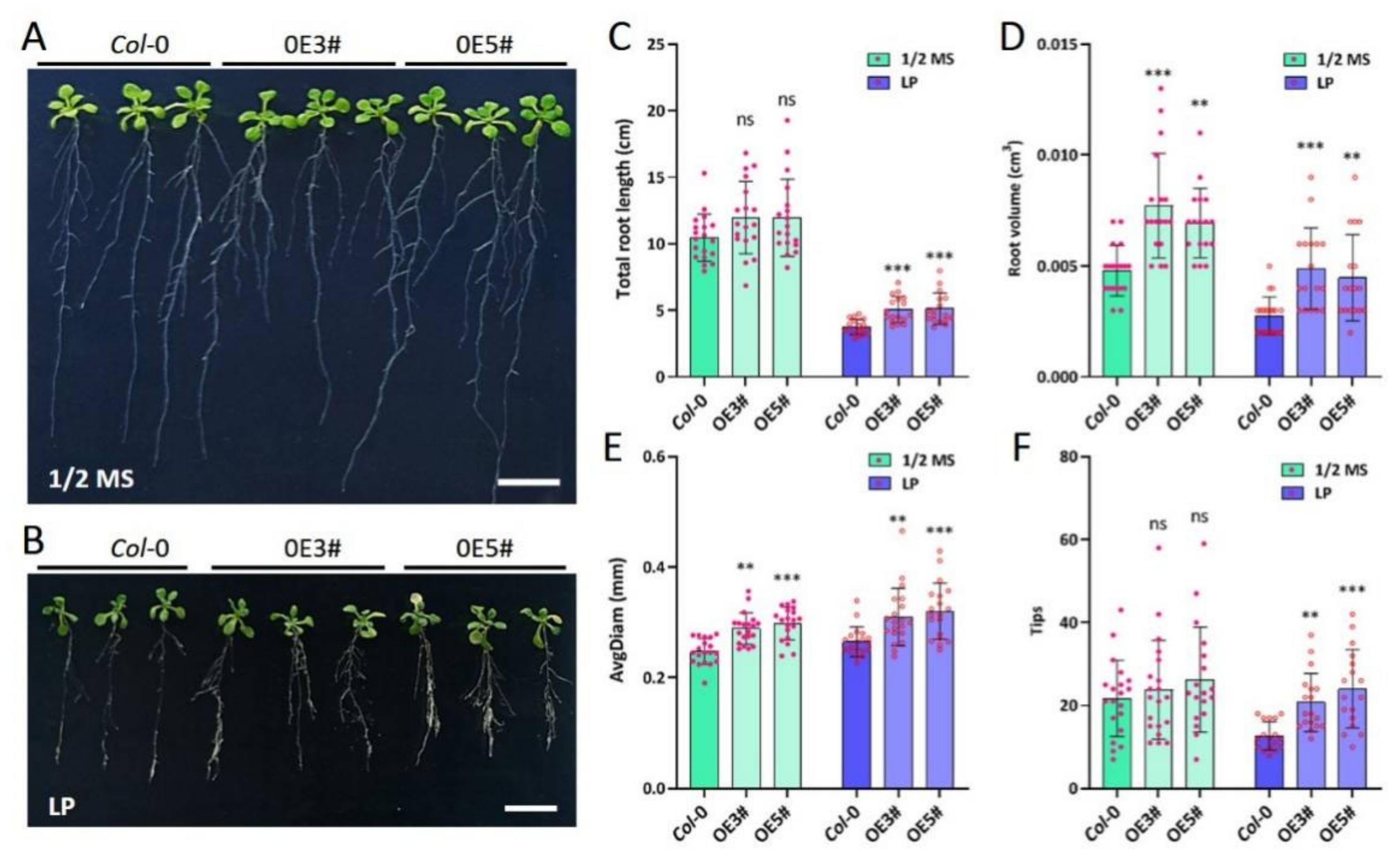 Ijms 23 02361 g003 Ijms 23 02361 g003