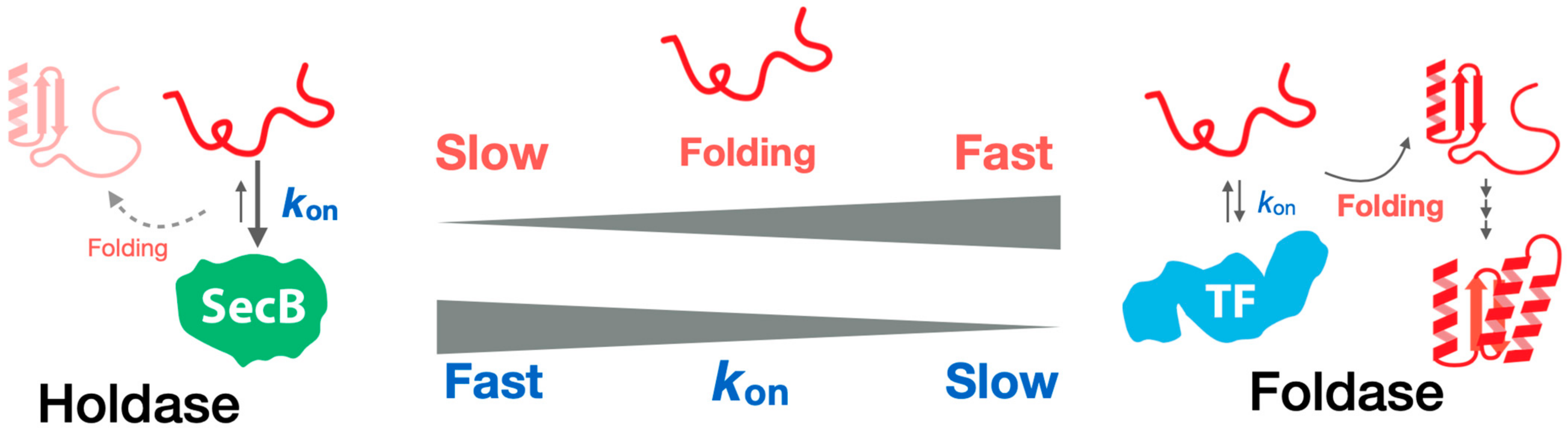 Ijms 23 02485 g004 Ijms 23 02485 g004