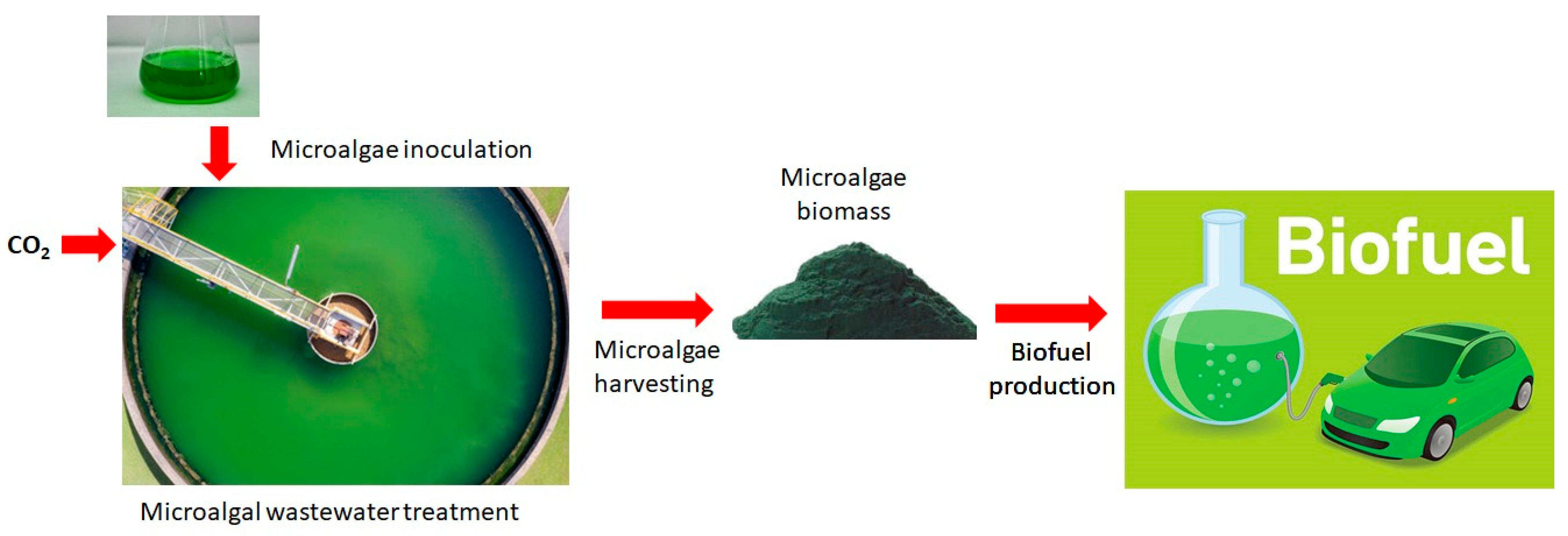 Ijms 23 02623 g002 Ijms 23 02623 g002