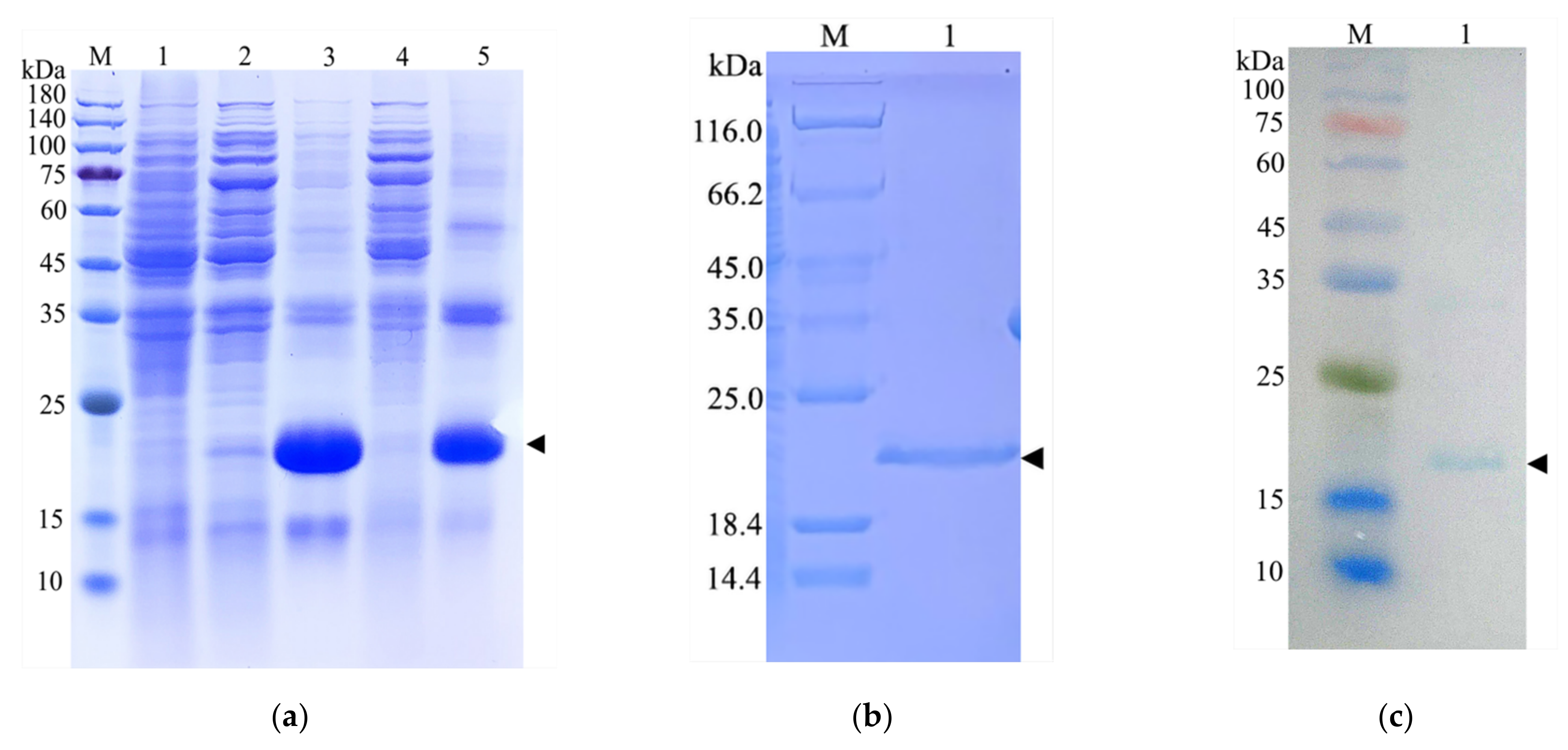 Ijms 23 02789 g008 Ijms 23 02789 g008