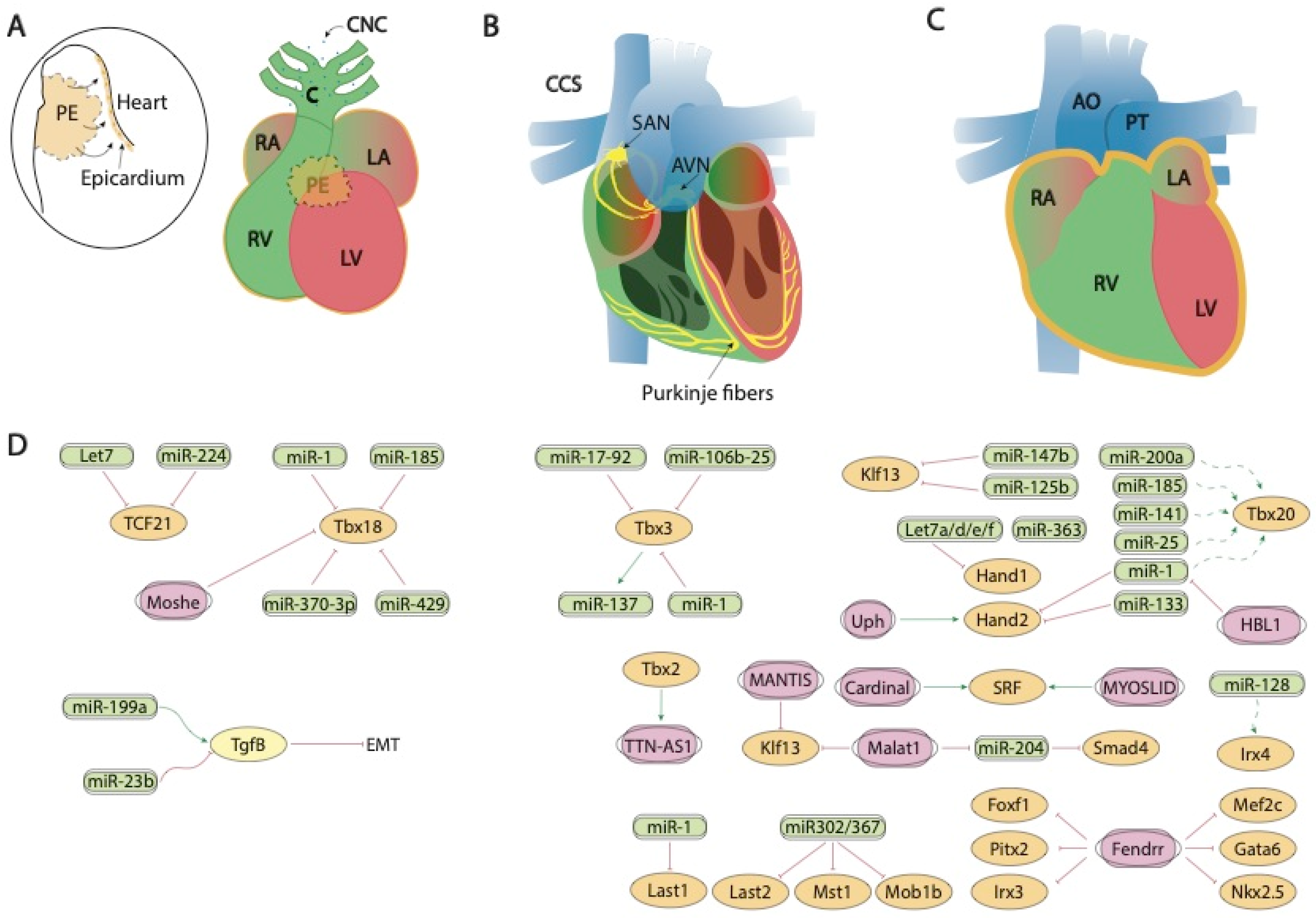 Ijms 23 02839 g002 Ijms 23 02839 g002