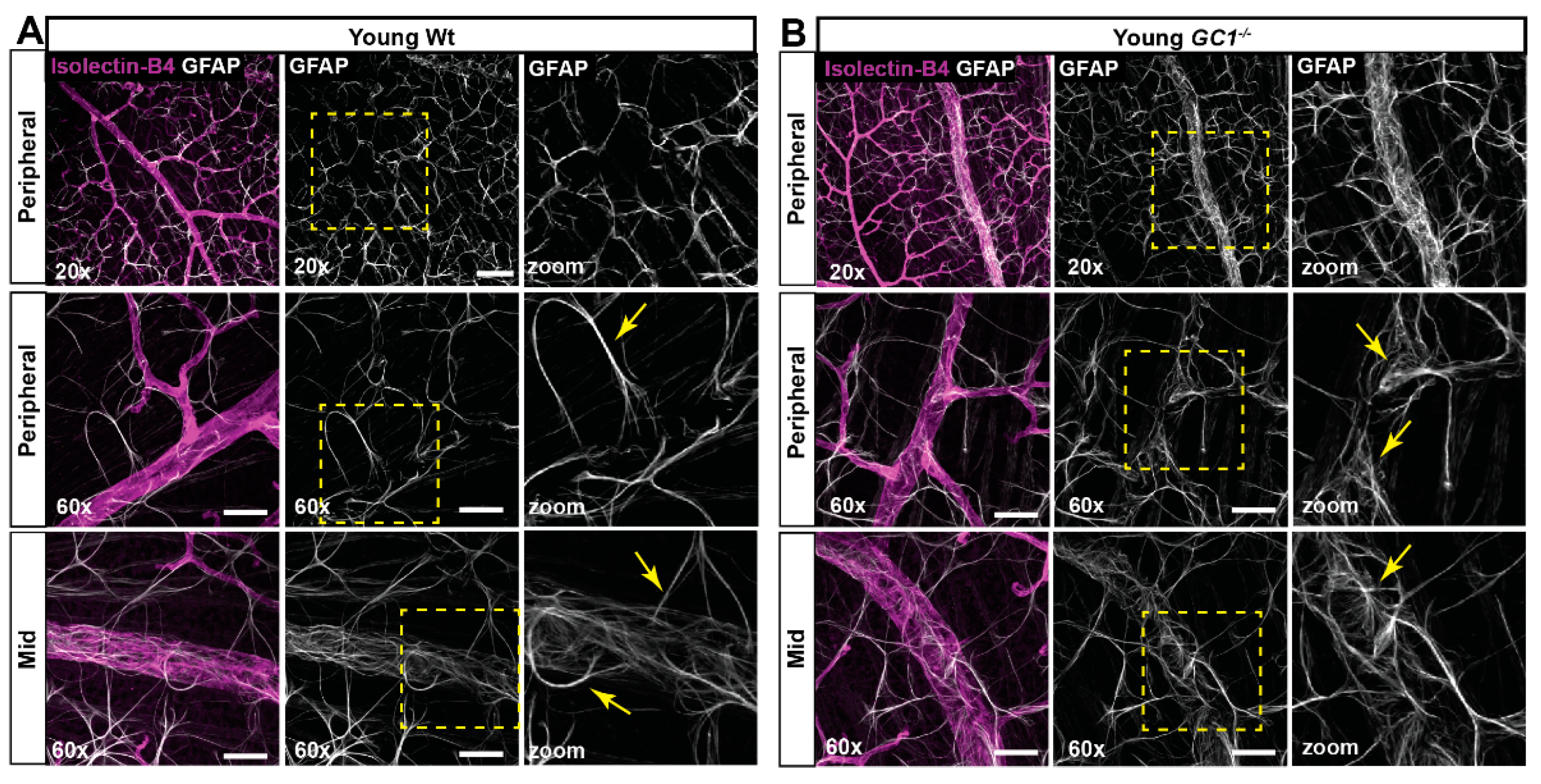 Ijms 23 03066 g003 Ijms 23 03066 g003