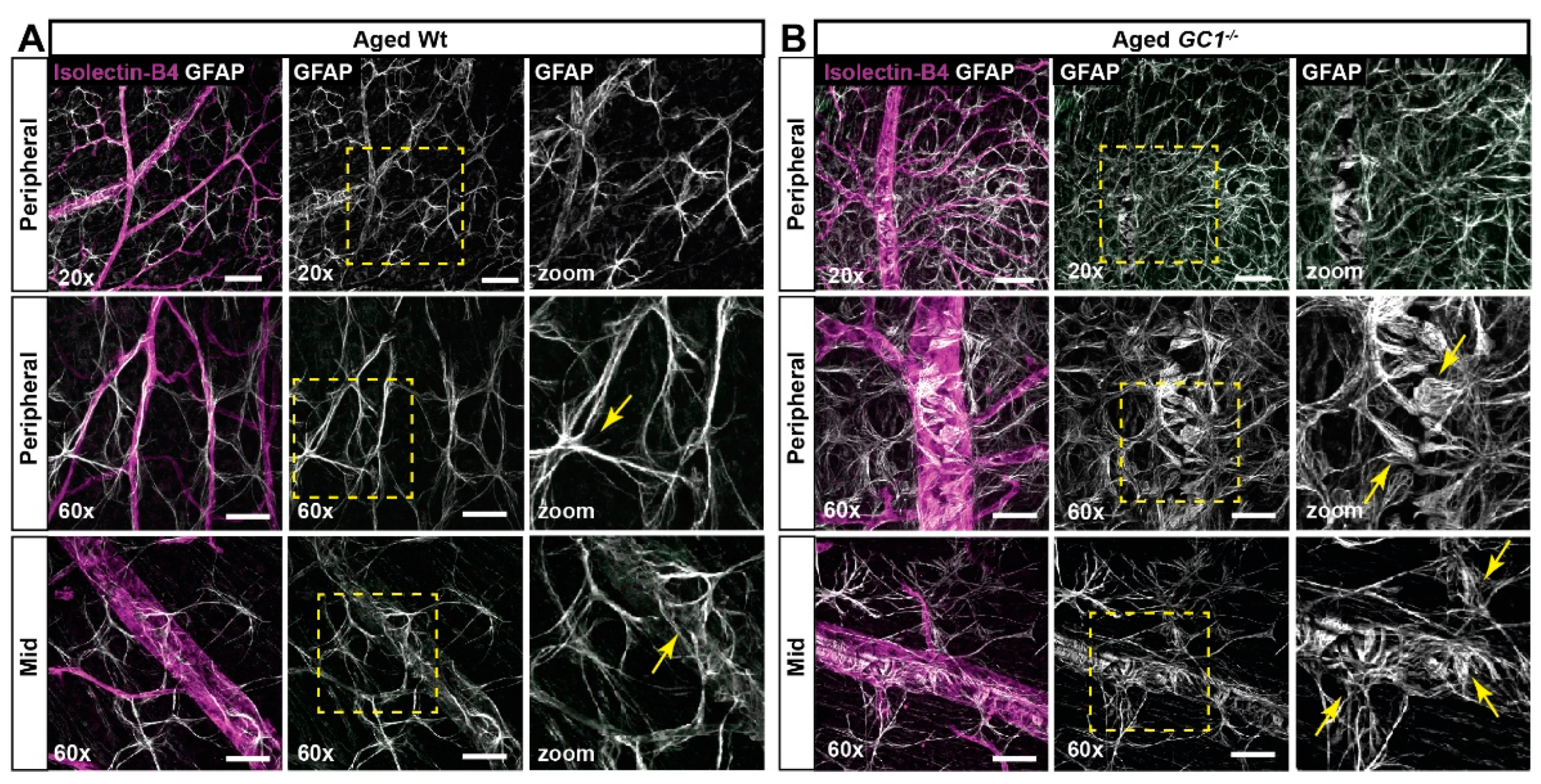 Ijms 23 03066 g004 Ijms 23 03066 g004