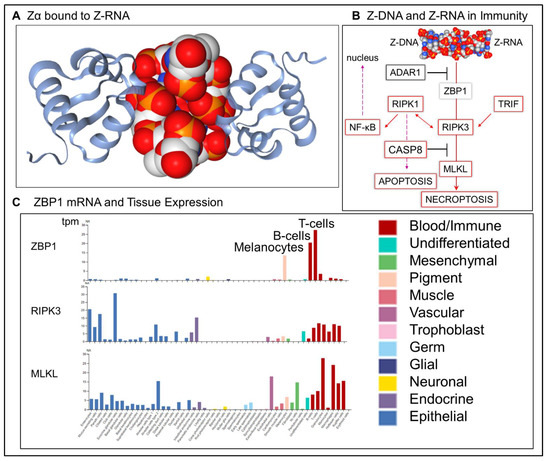 Ijms 23 03079 g001 550