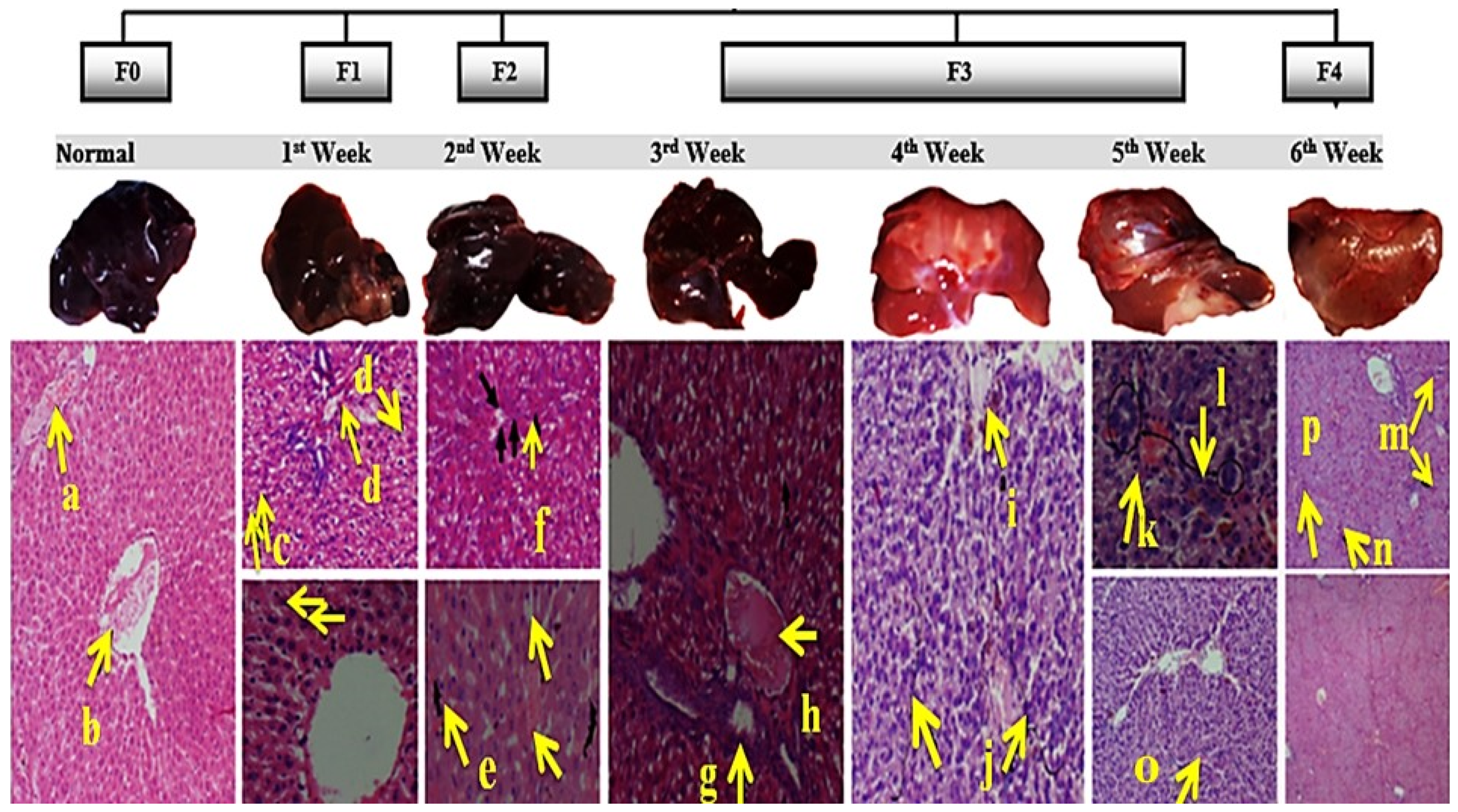 Ijms 23 03131 g004 Ijms 23 03131 g004