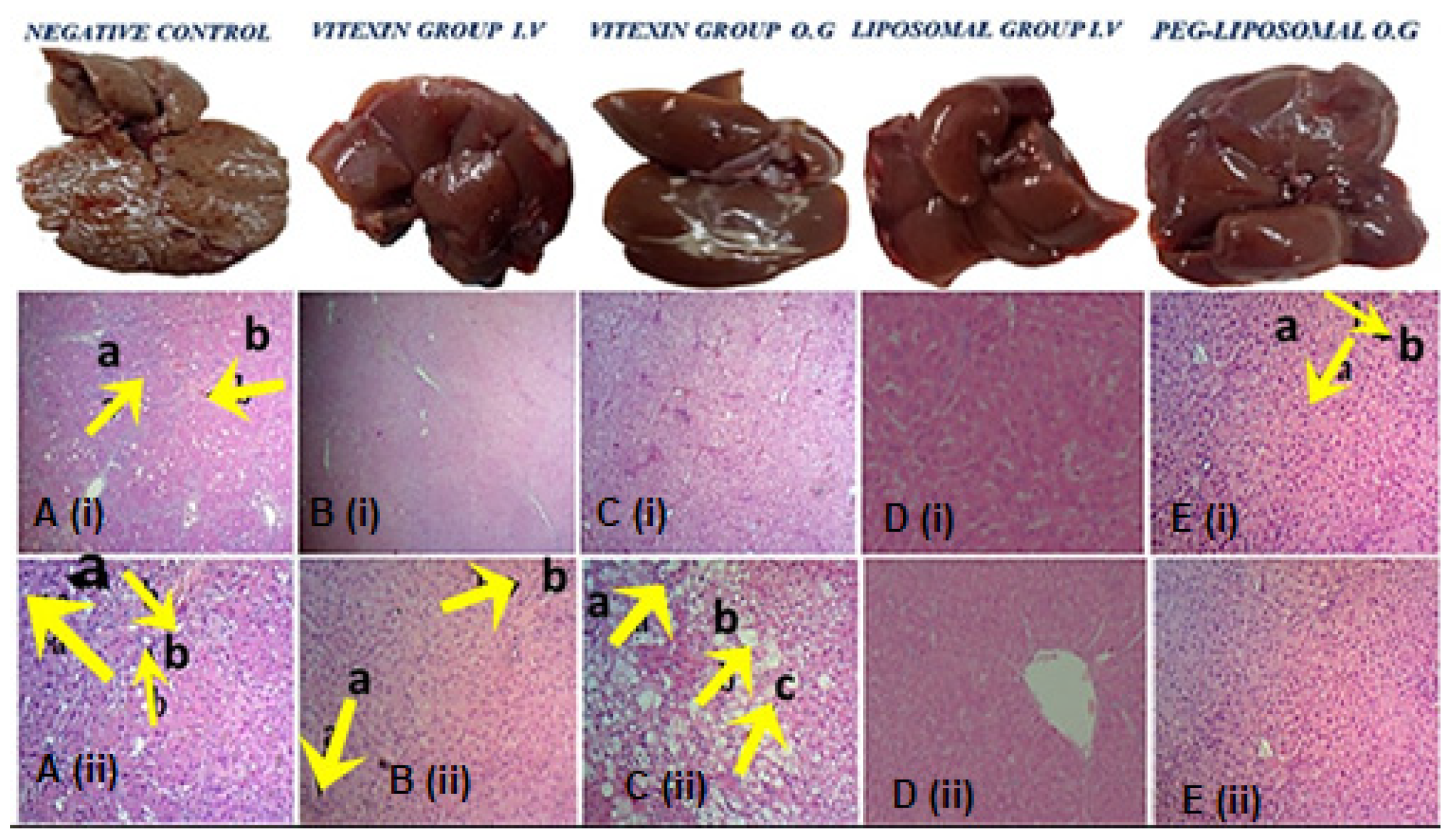 Ijms 23 03131 g007 Ijms 23 03131 g007