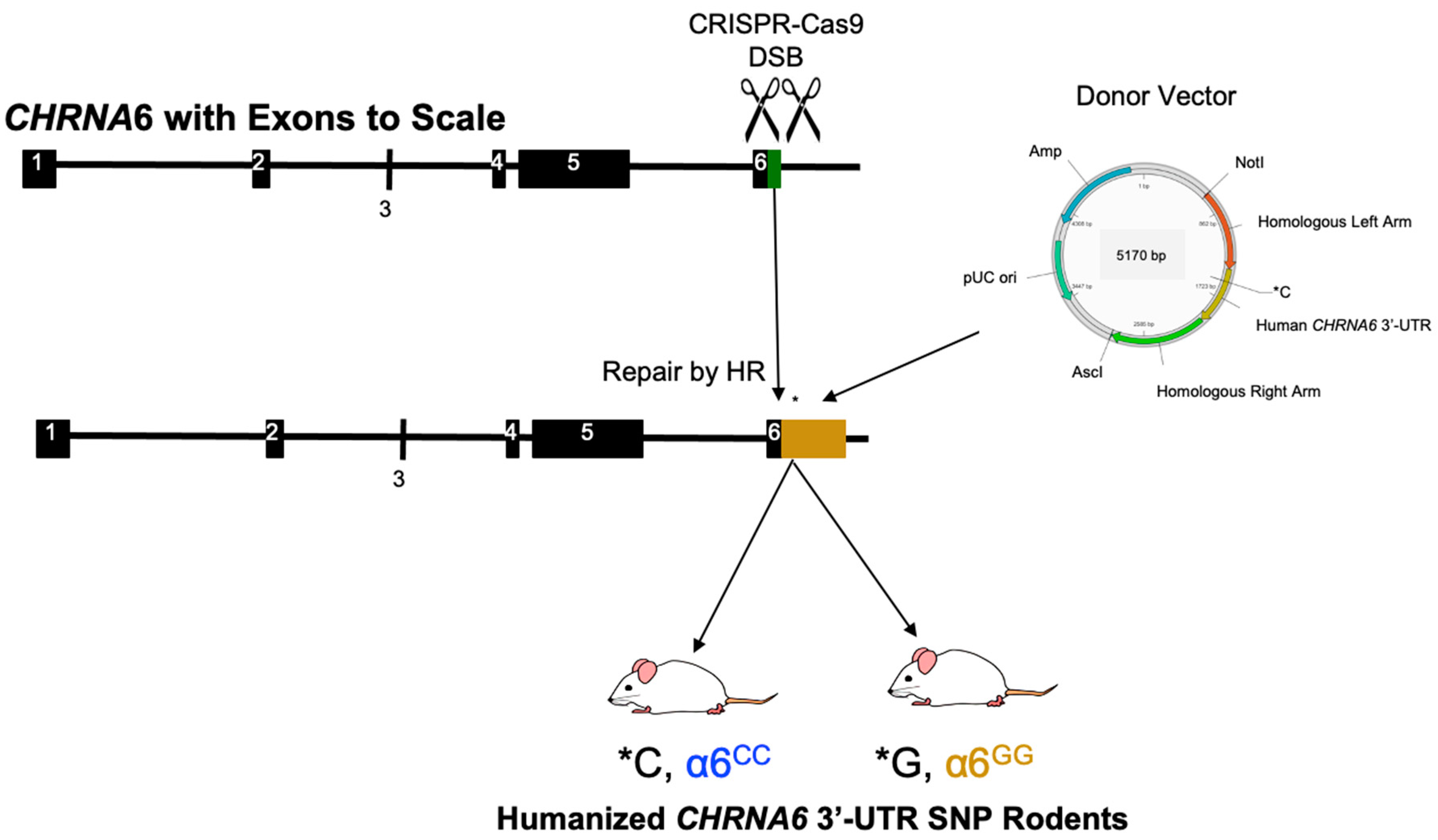 Ijms 23 03145 g001 Ijms 23 03145 g001