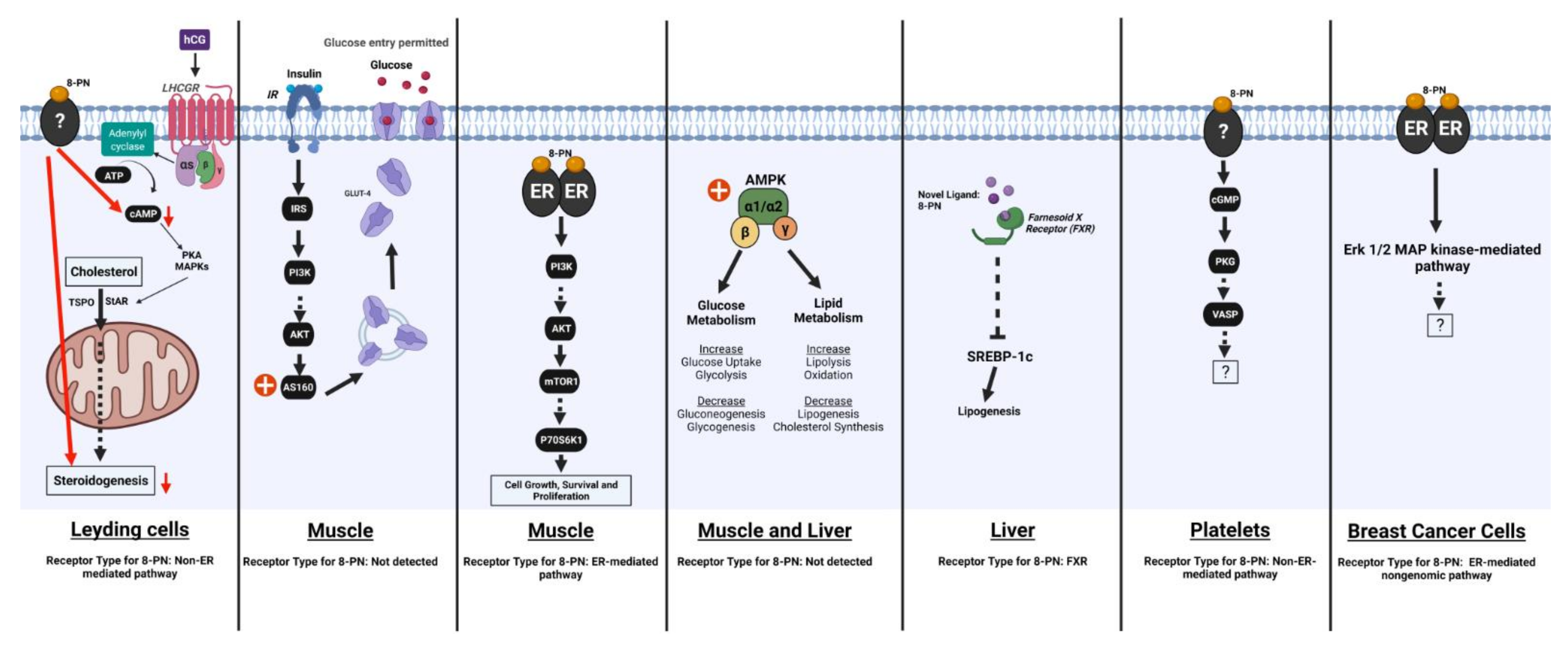 Ijms 23 03168 g002 Ijms 23 03168 g002