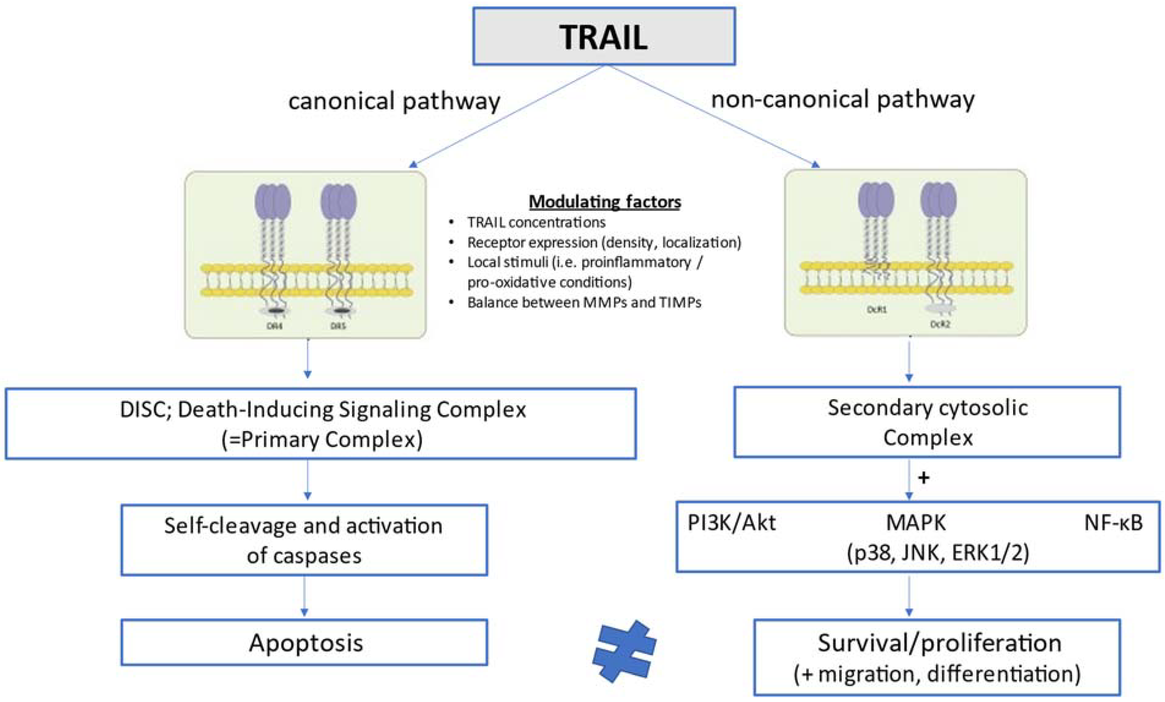 Ijms 23 03225 g001 Ijms 23 03225 g001