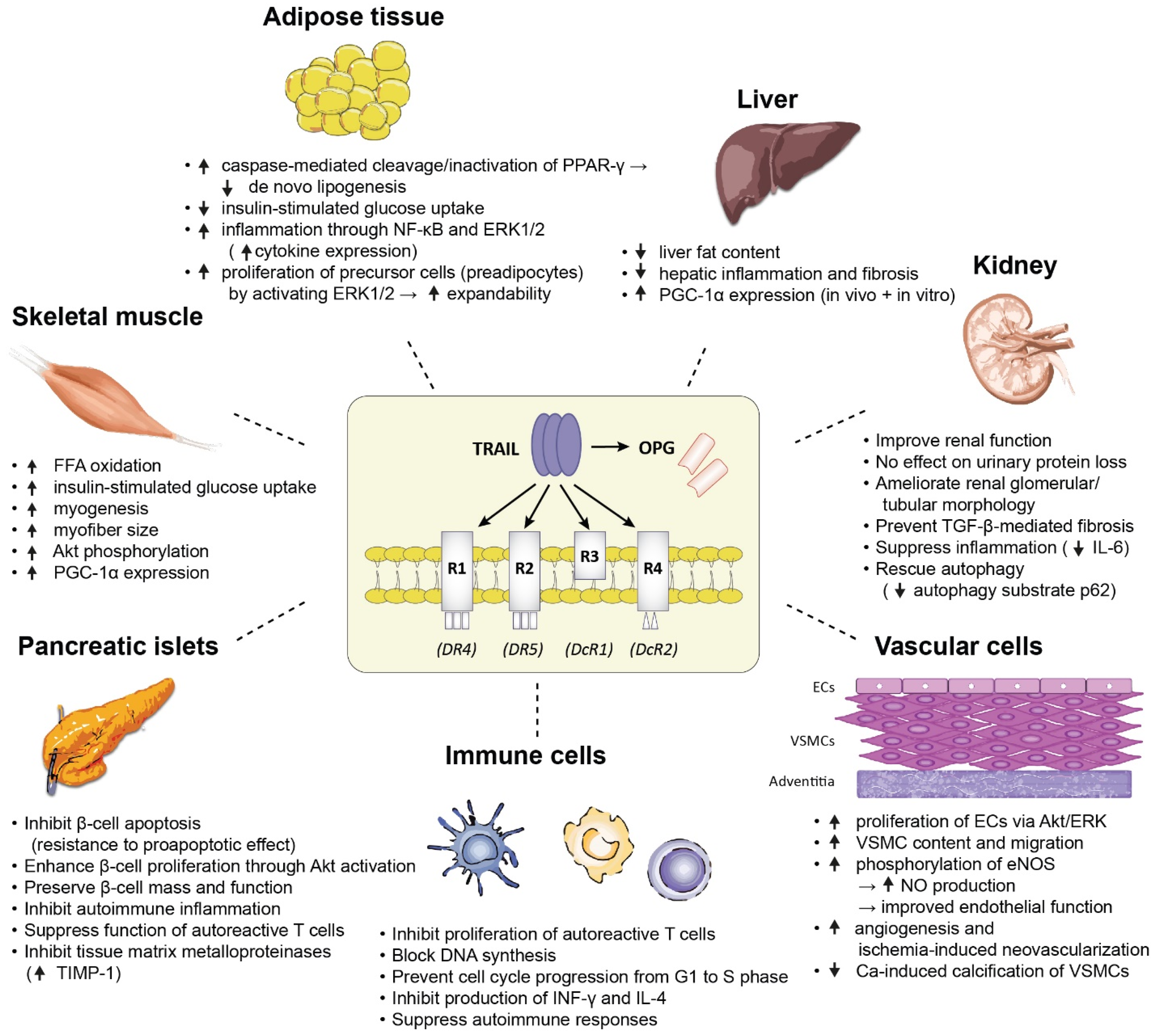 Ijms 23 03225 g002 Ijms 23 03225 g002