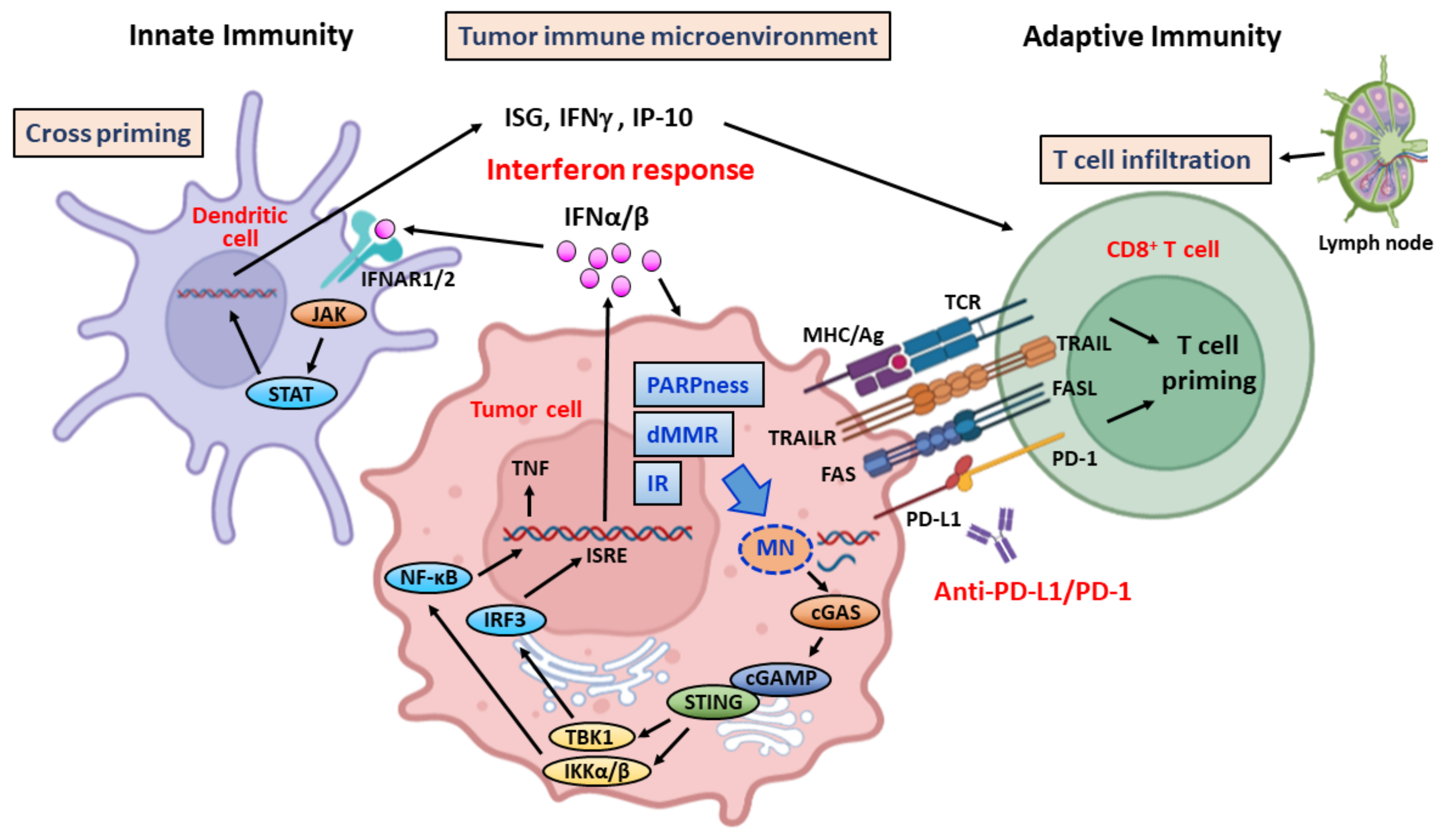 Ijms 23 03238 g004 Ijms 23 03238 g004