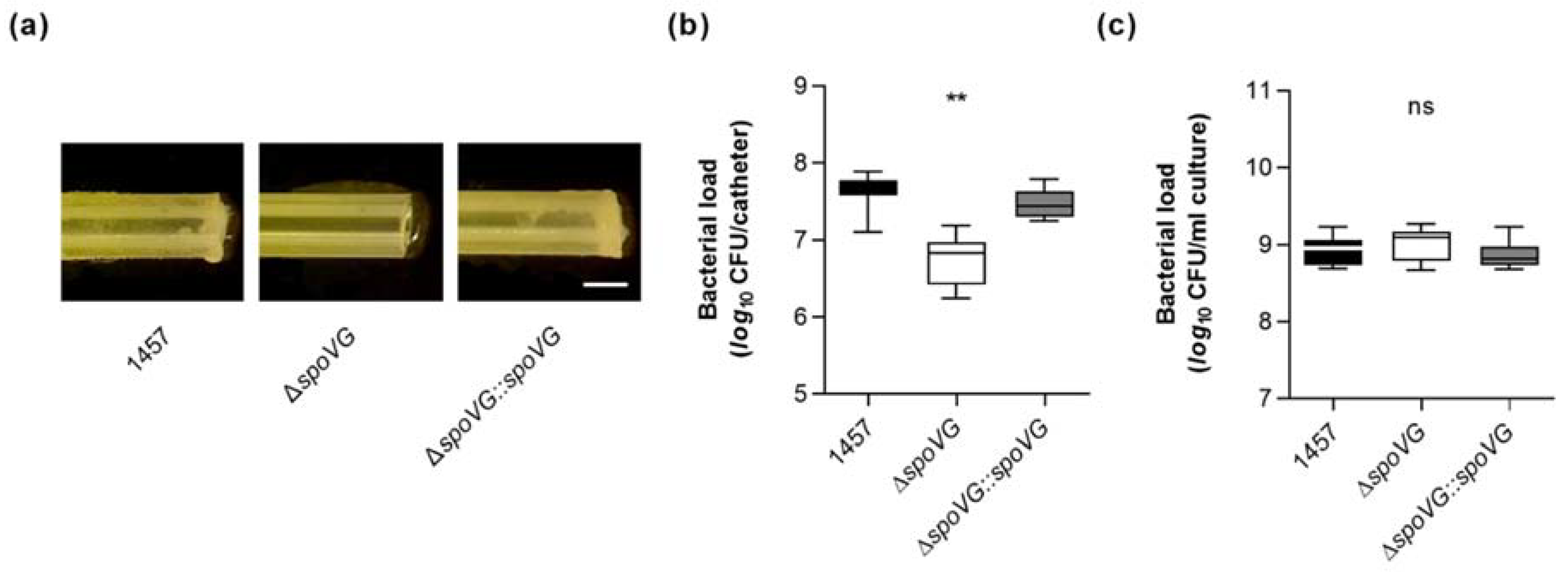 Ijms 23 03255 g005 Ijms 23 03255 g005
