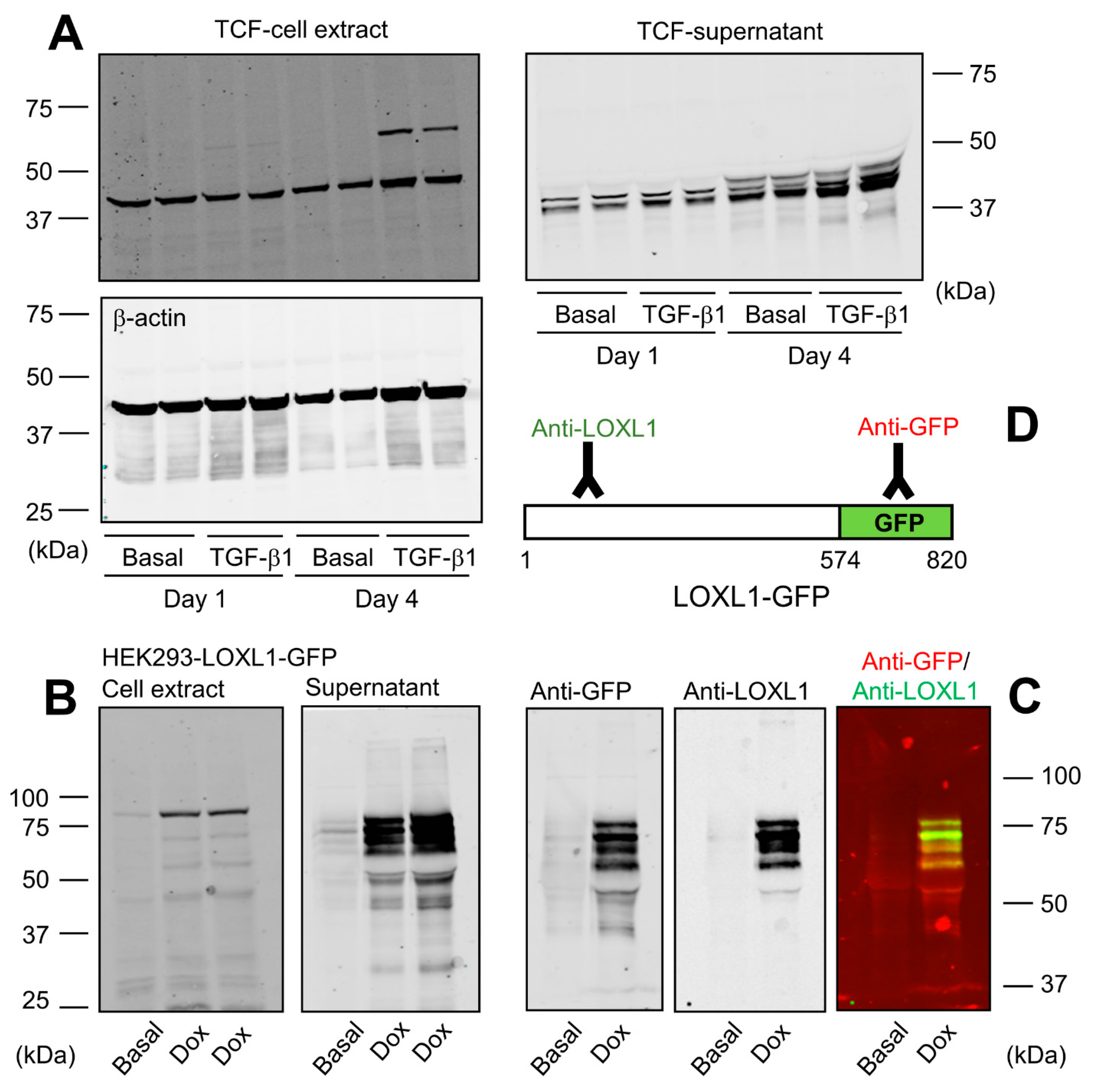 Ijms 23 03285 g001 Ijms 23 03285 g001