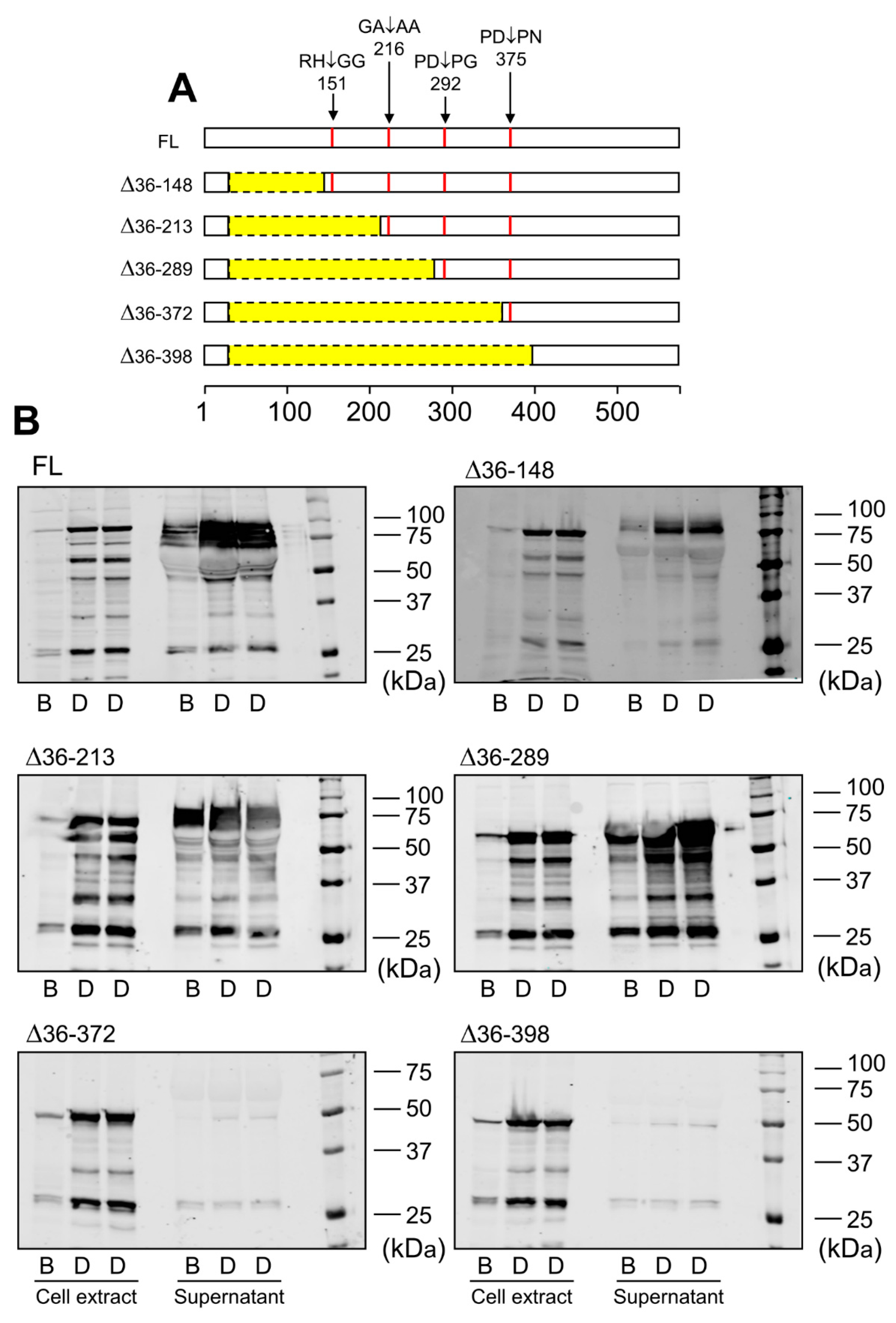 Ijms 23 03285 g004 Ijms 23 03285 g004