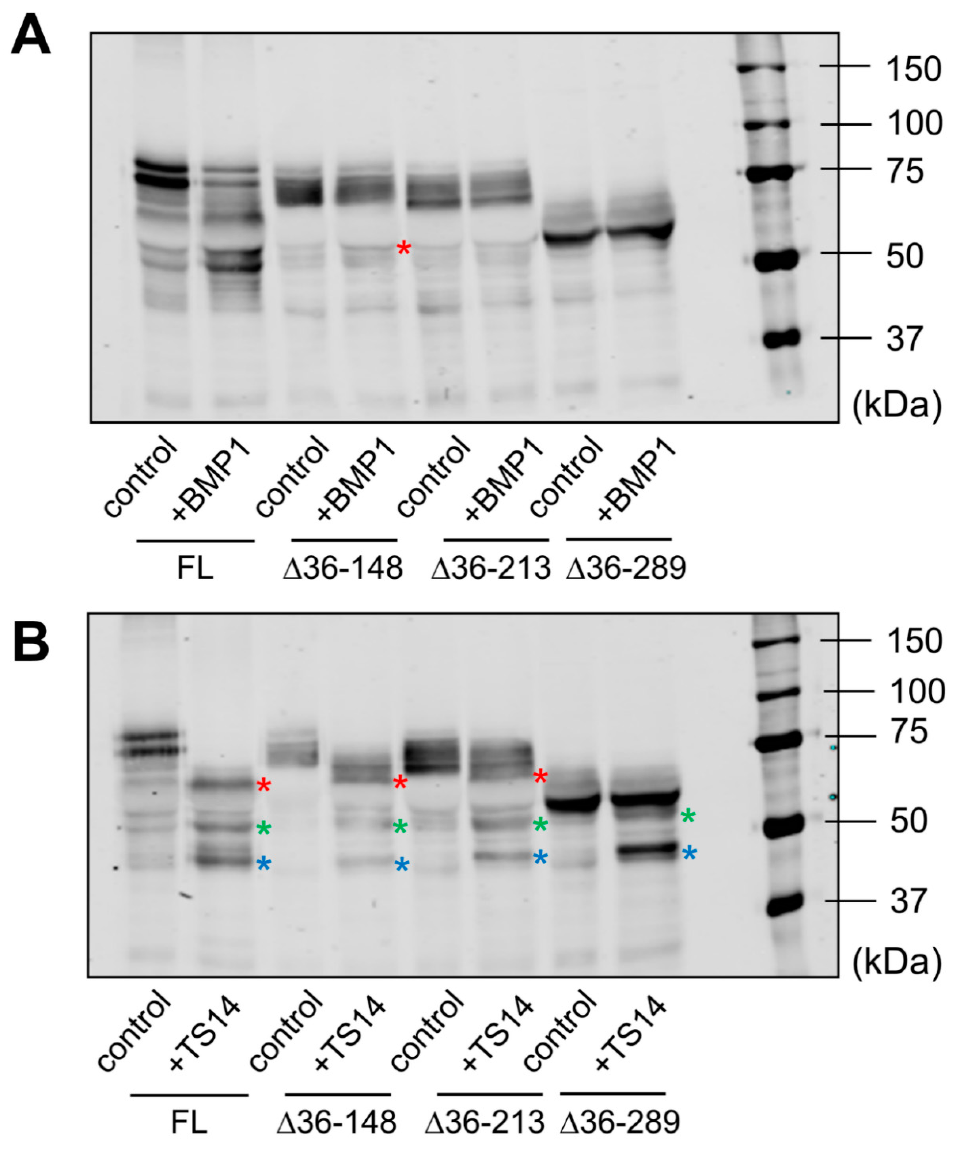 Ijms 23 03285 g005 Ijms 23 03285 g005