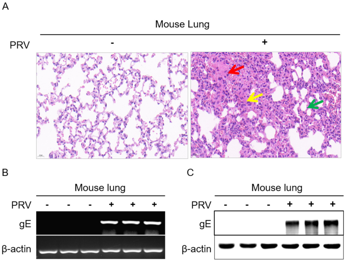 Ijms 23 03306 g001 Ijms 23 03306 g001