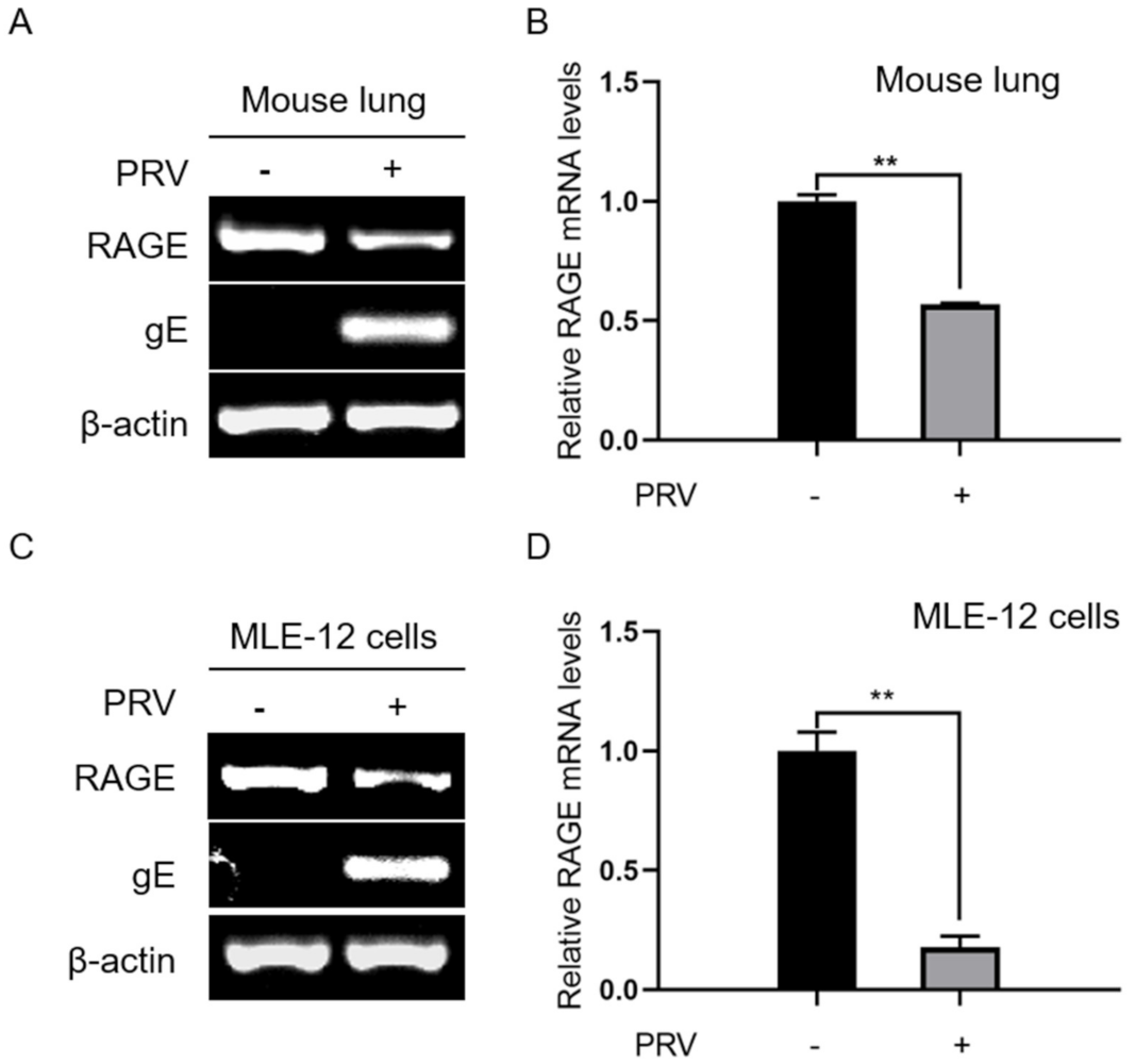 Ijms 23 03306 g006 Ijms 23 03306 g006