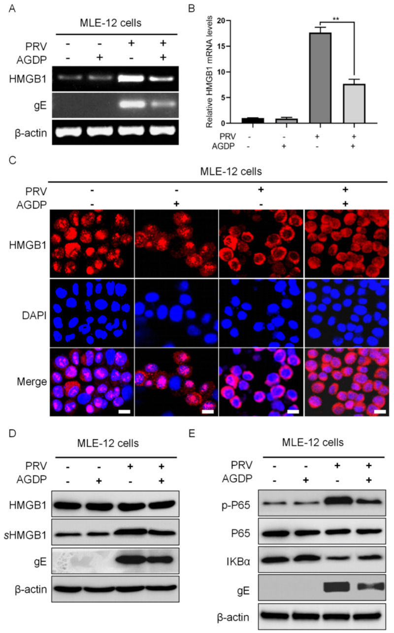 Ijms 23 03306 g008 Ijms 23 03306 g008