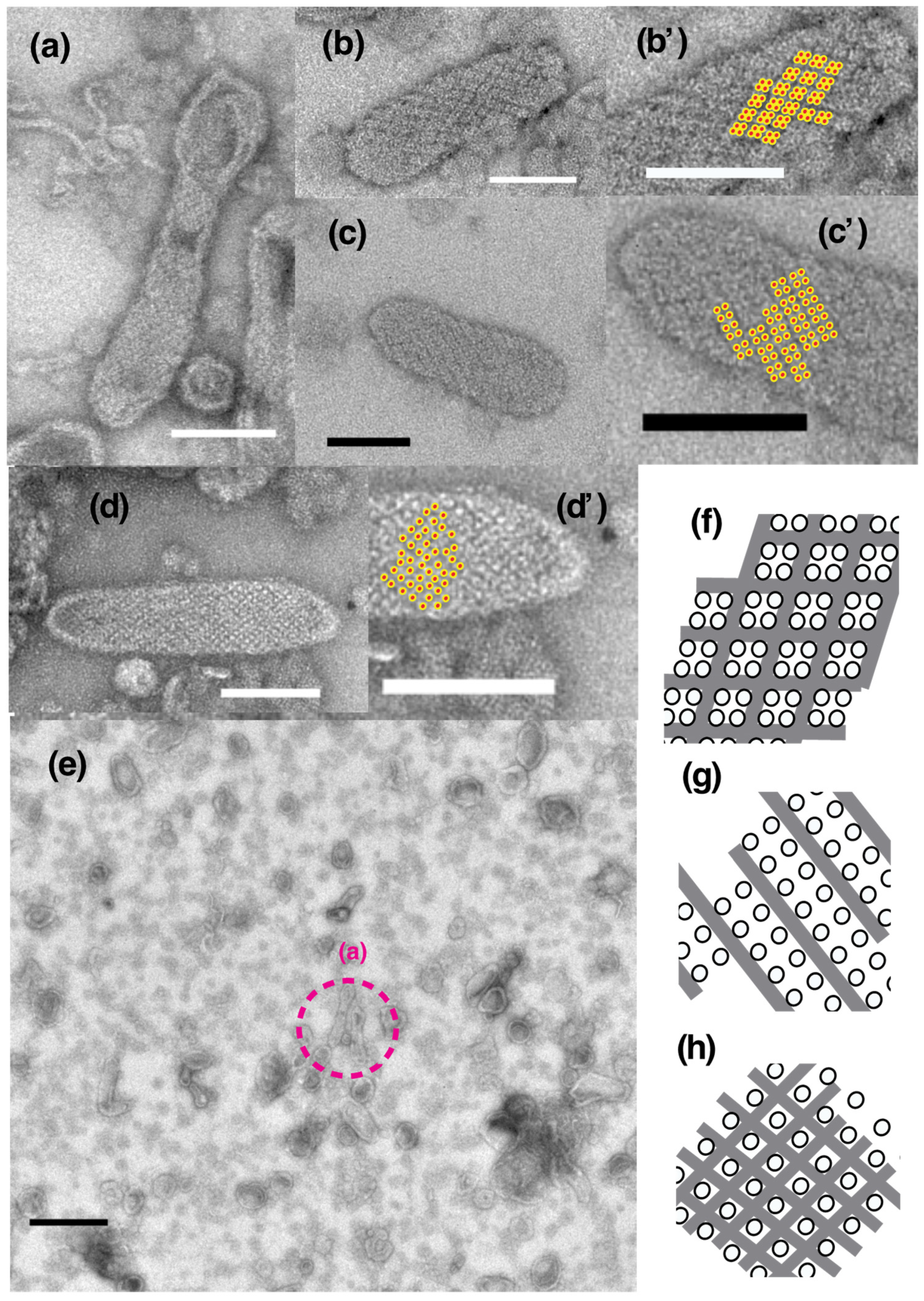 Ijms 23 03311 g003 Ijms 23 03311 g003