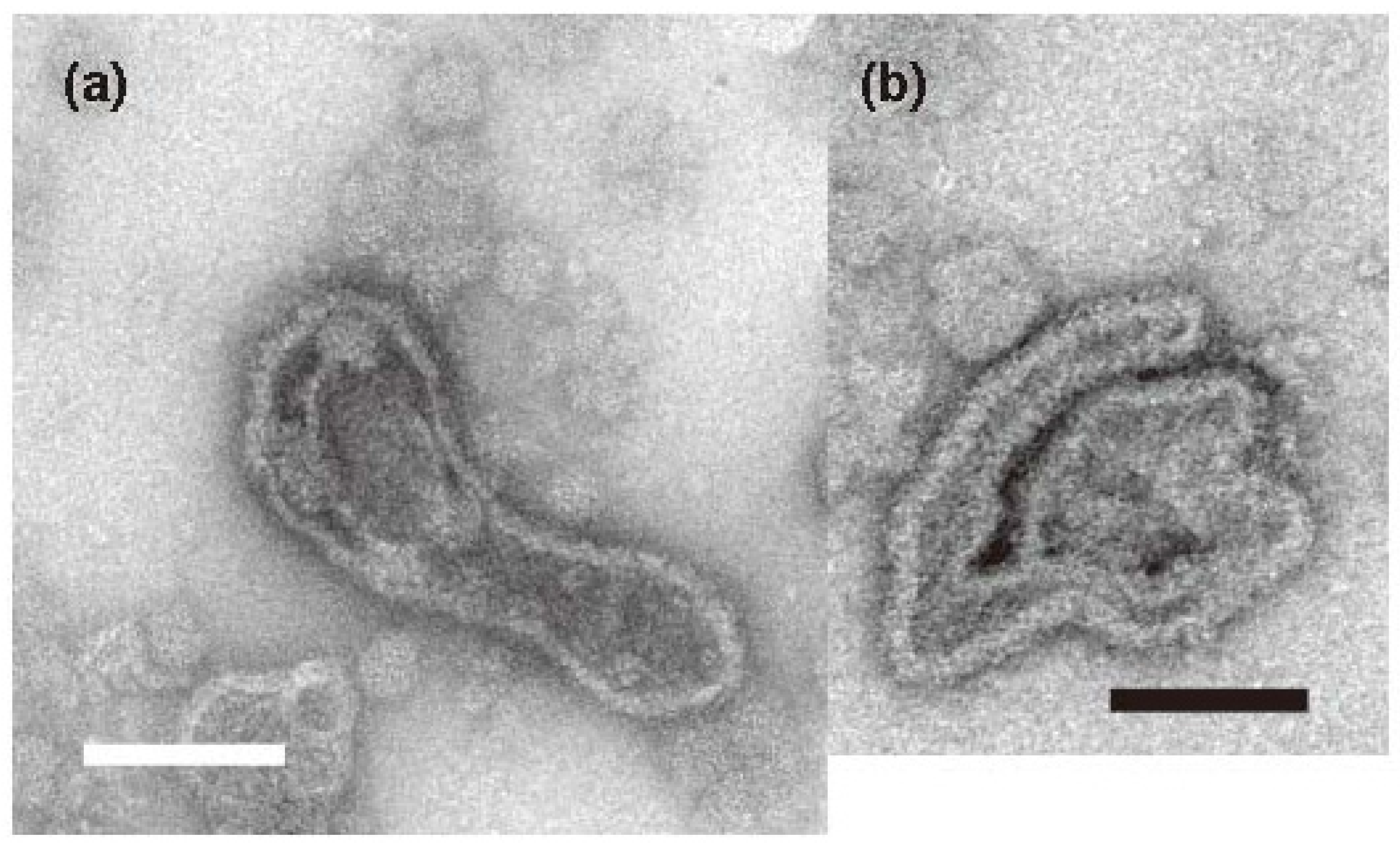 Ijms 23 03311 g004 Ijms 23 03311 g004