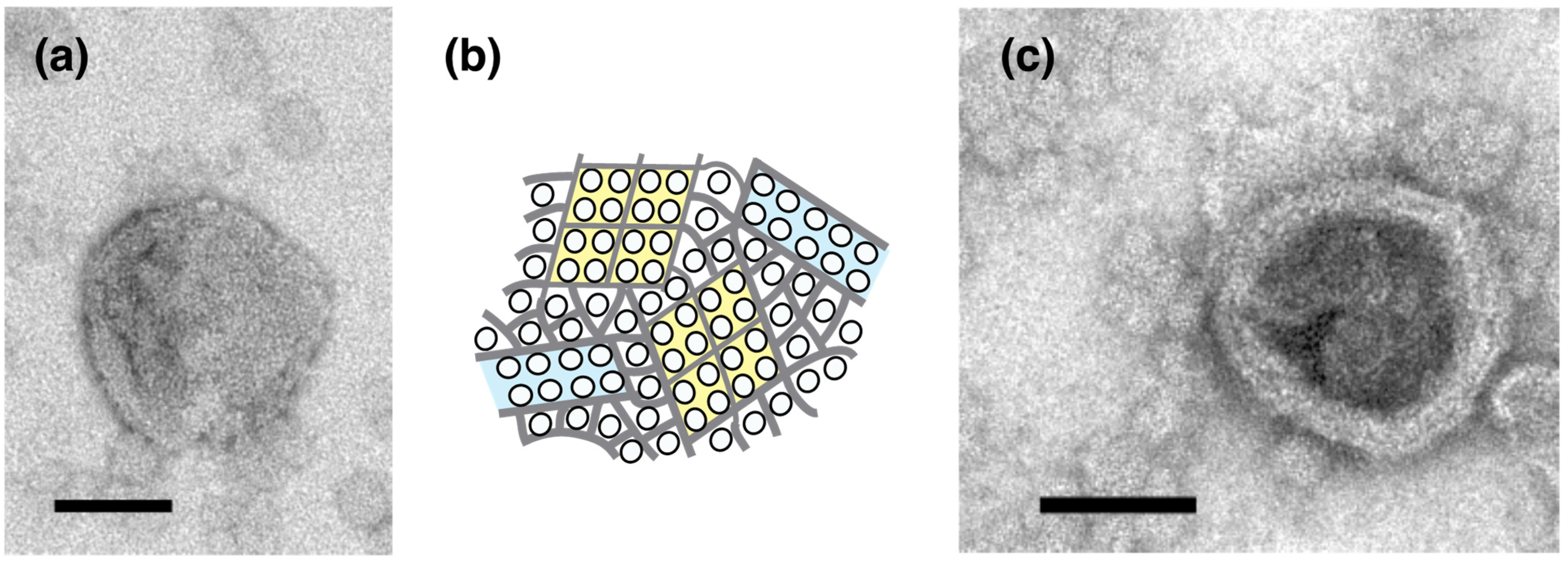 Ijms 23 03311 g005 Ijms 23 03311 g005