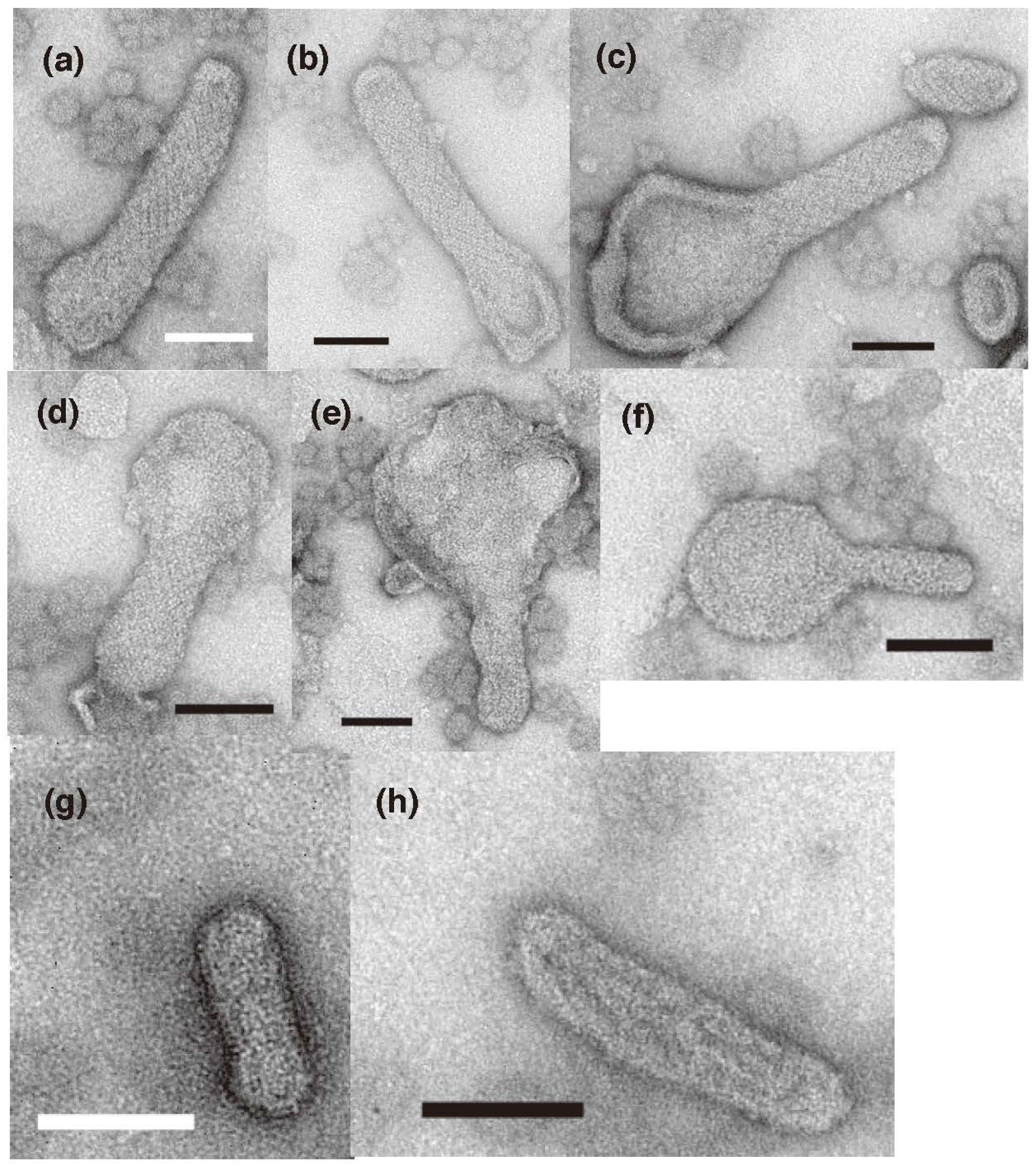 Ijms 23 03311 g008 Ijms 23 03311 g008