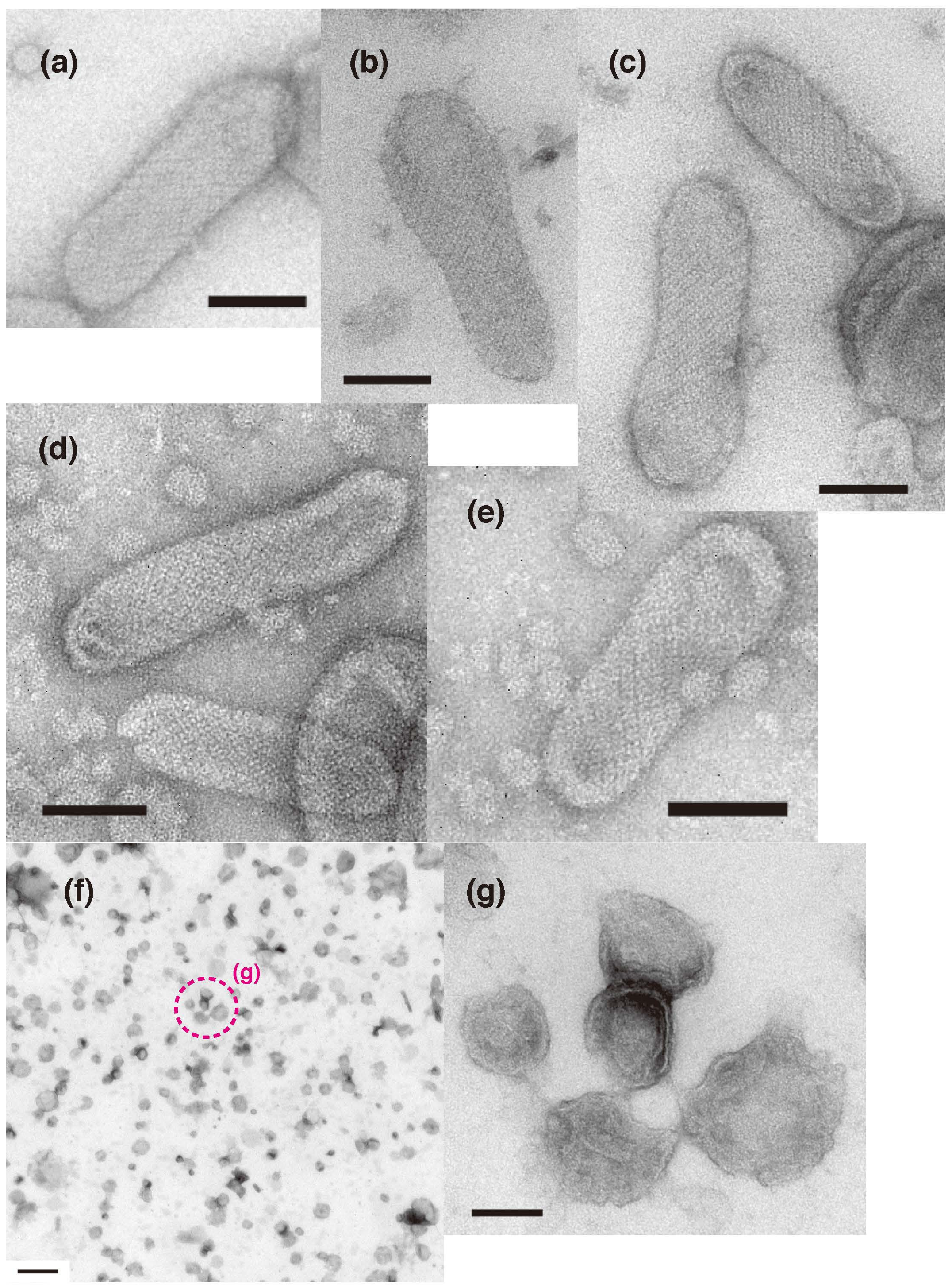 Ijms 23 03311 g009 Ijms 23 03311 g009