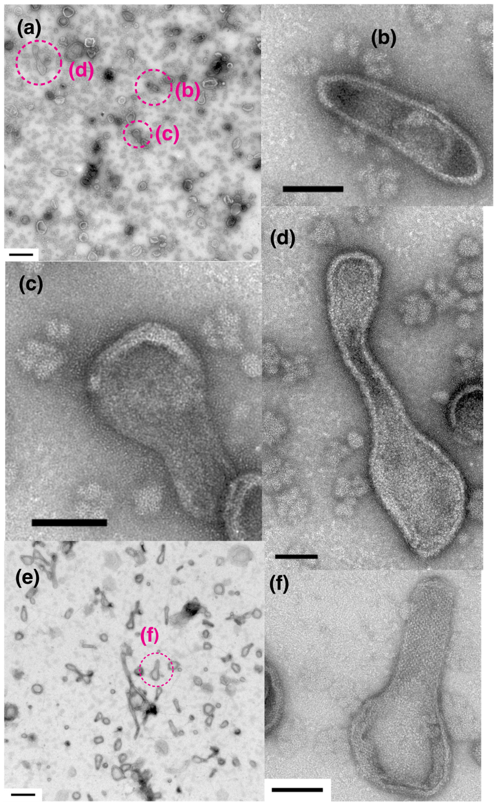 Ijms 23 03311 g010 Ijms 23 03311 g010