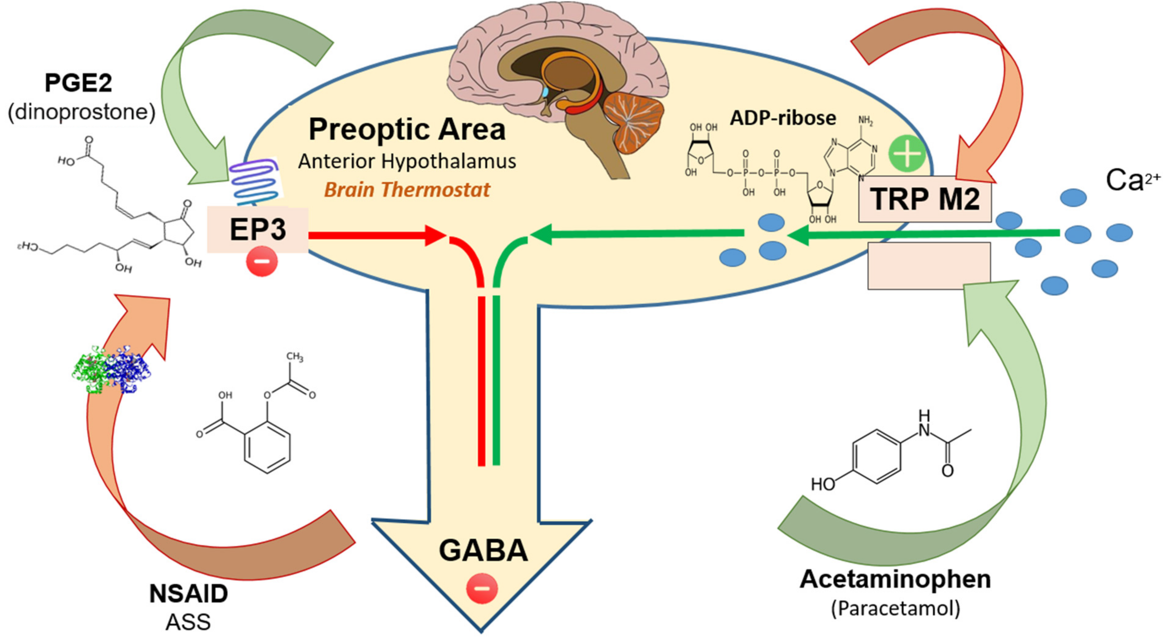 Ijms 23 03365 g001 Ijms 23 03365 g001