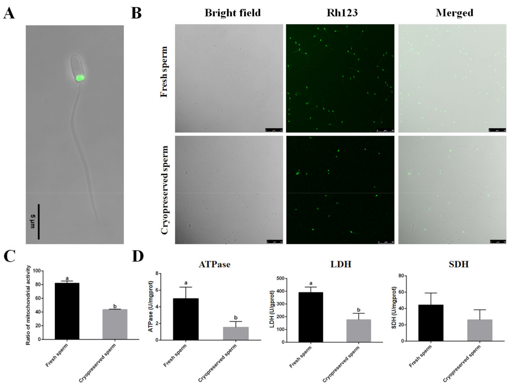 Ijms 23 03392 g003 Ijms 23 03392 g003