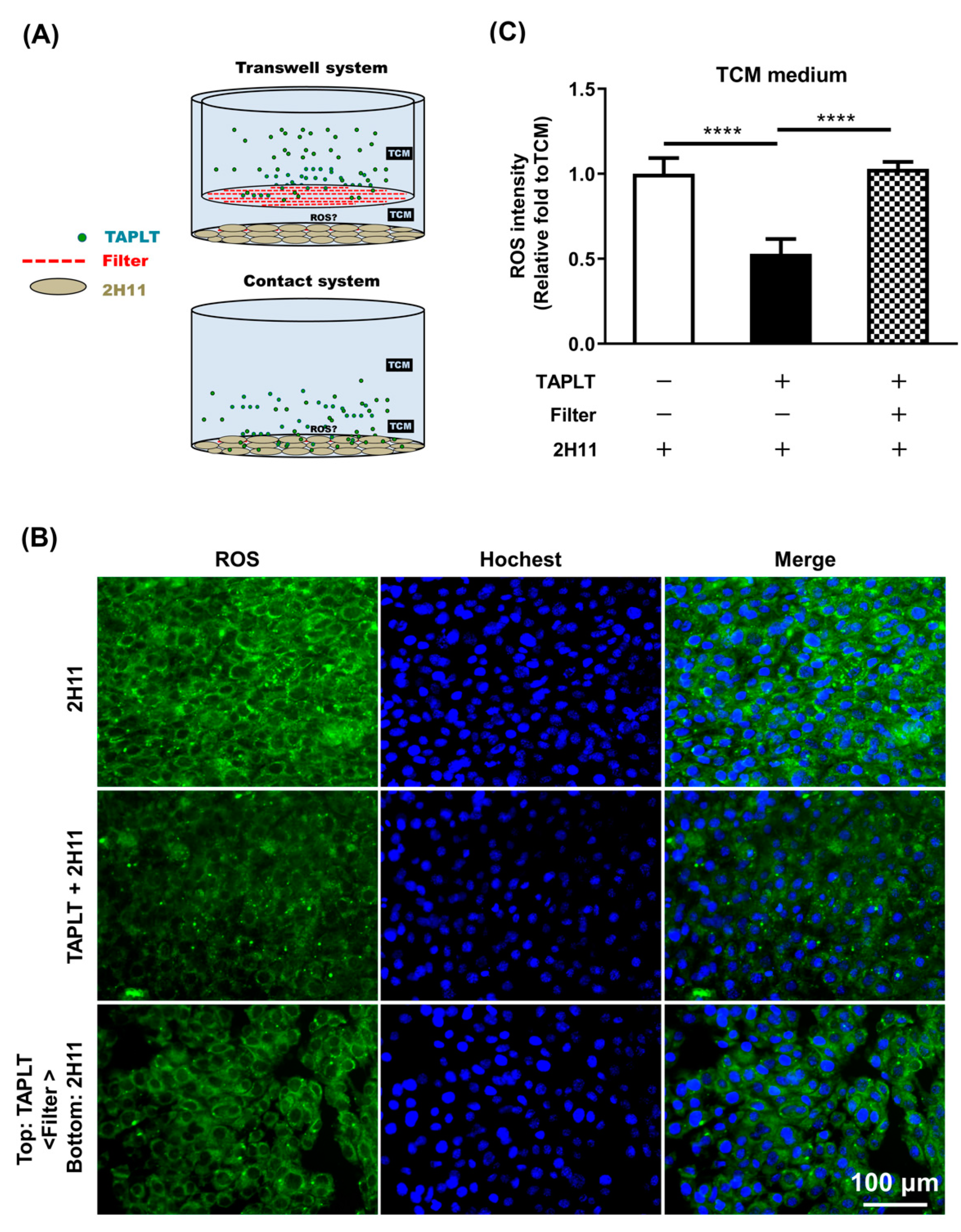 Ijms 23 03433 g005 Ijms 23 03433 g005