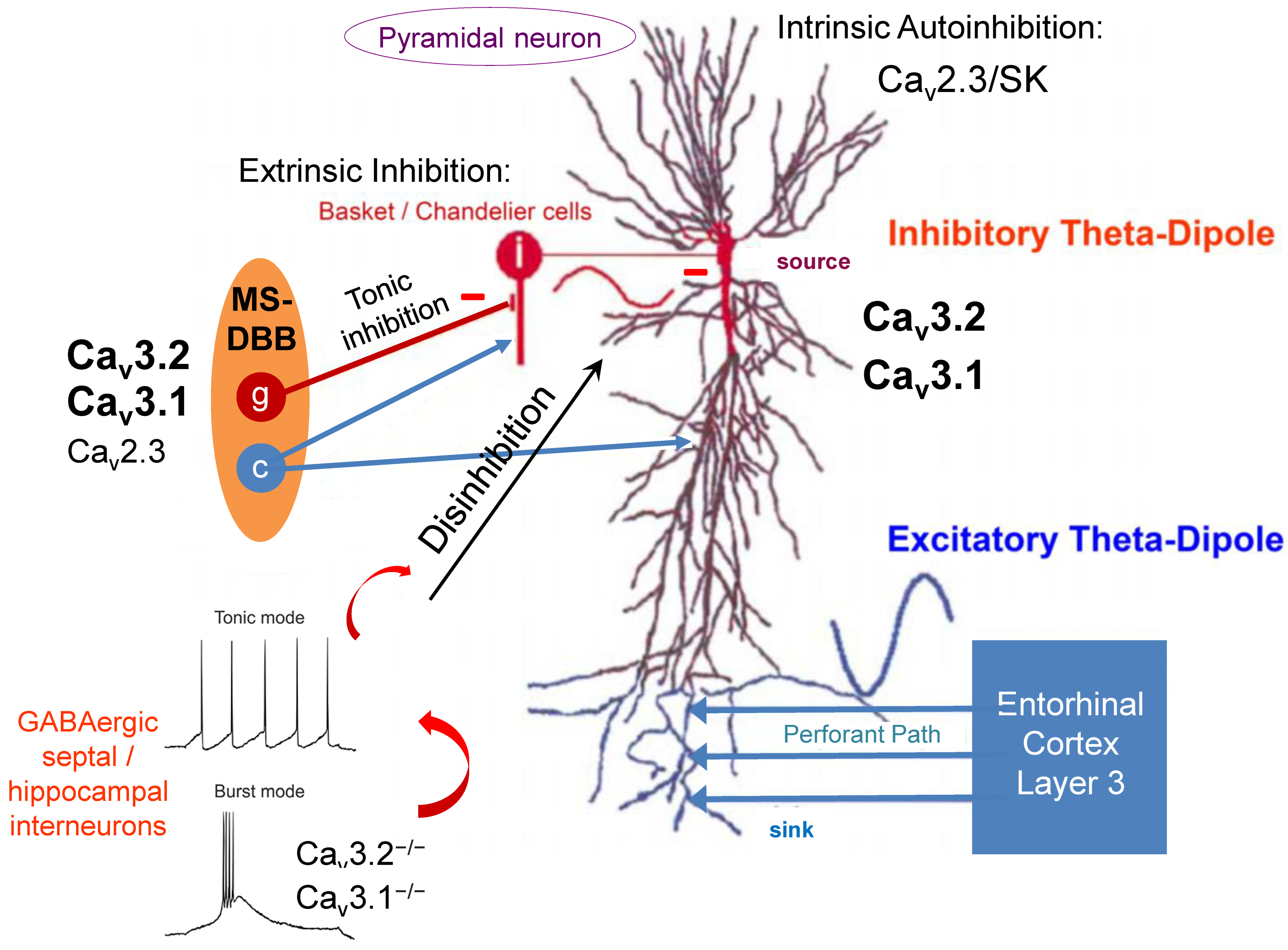 Ijms 23 03457 g001 Ijms 23 03457 g001