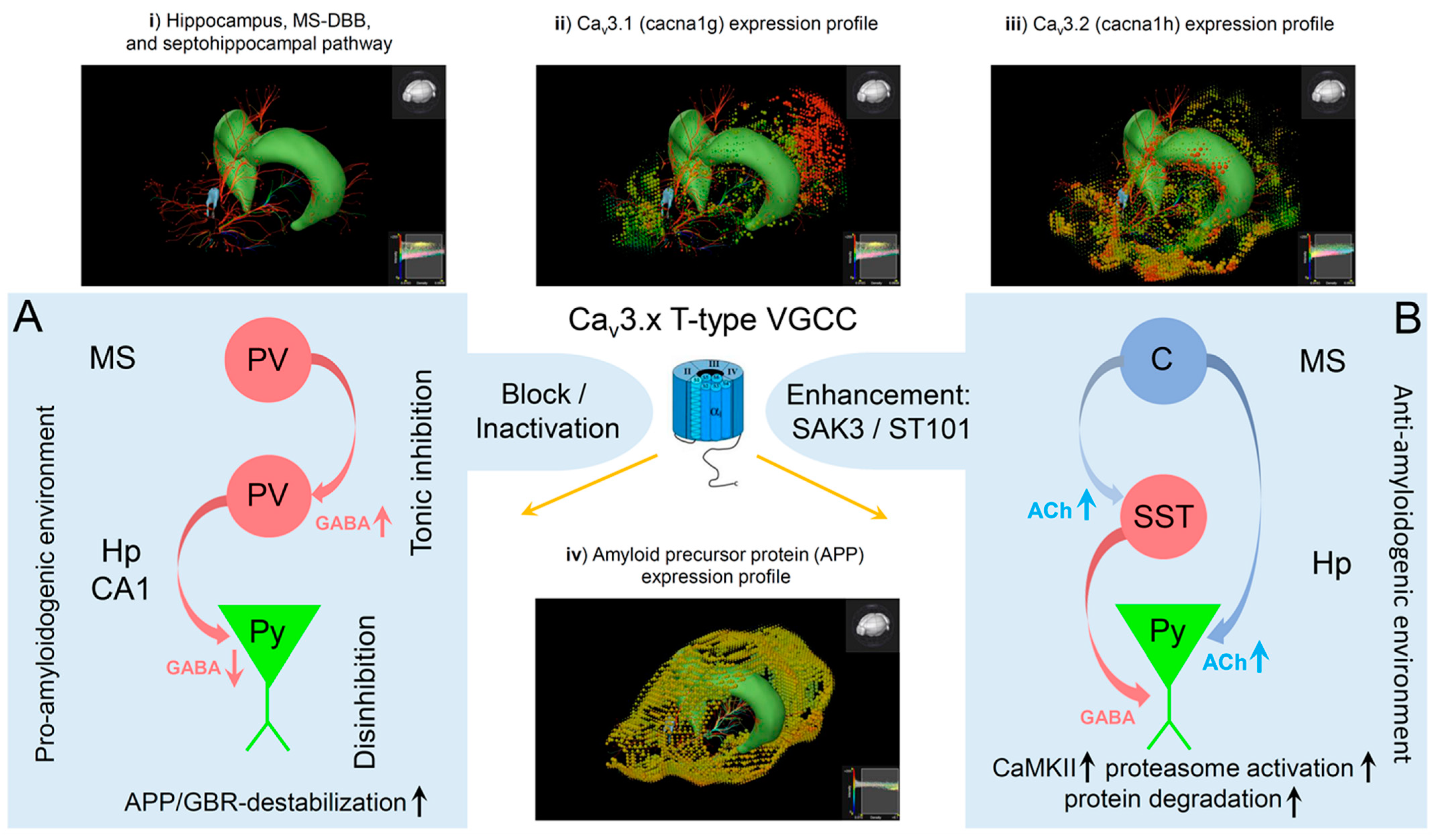Ijms 23 03457 g003 Ijms 23 03457 g003