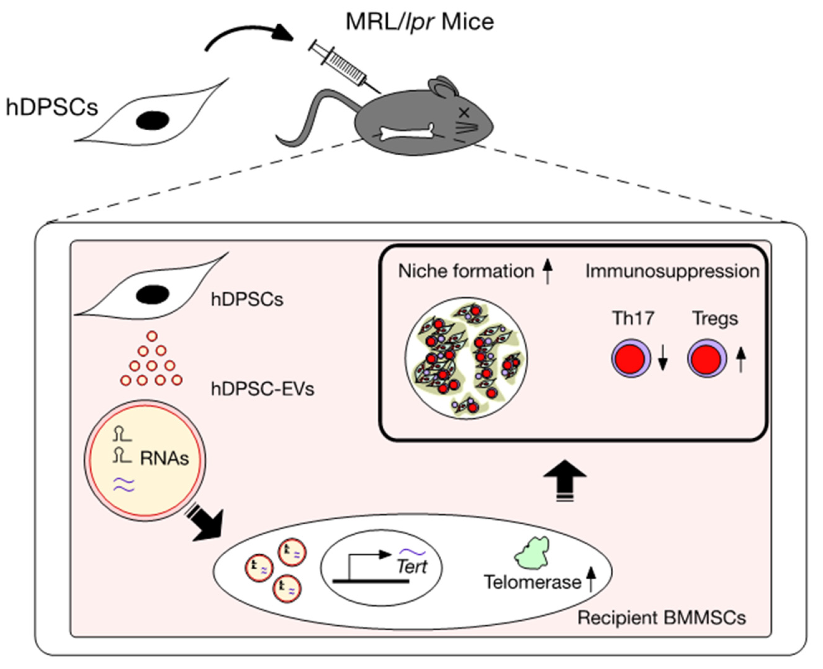 Ijms 23 03479 g002 Ijms 23 03479 g002
