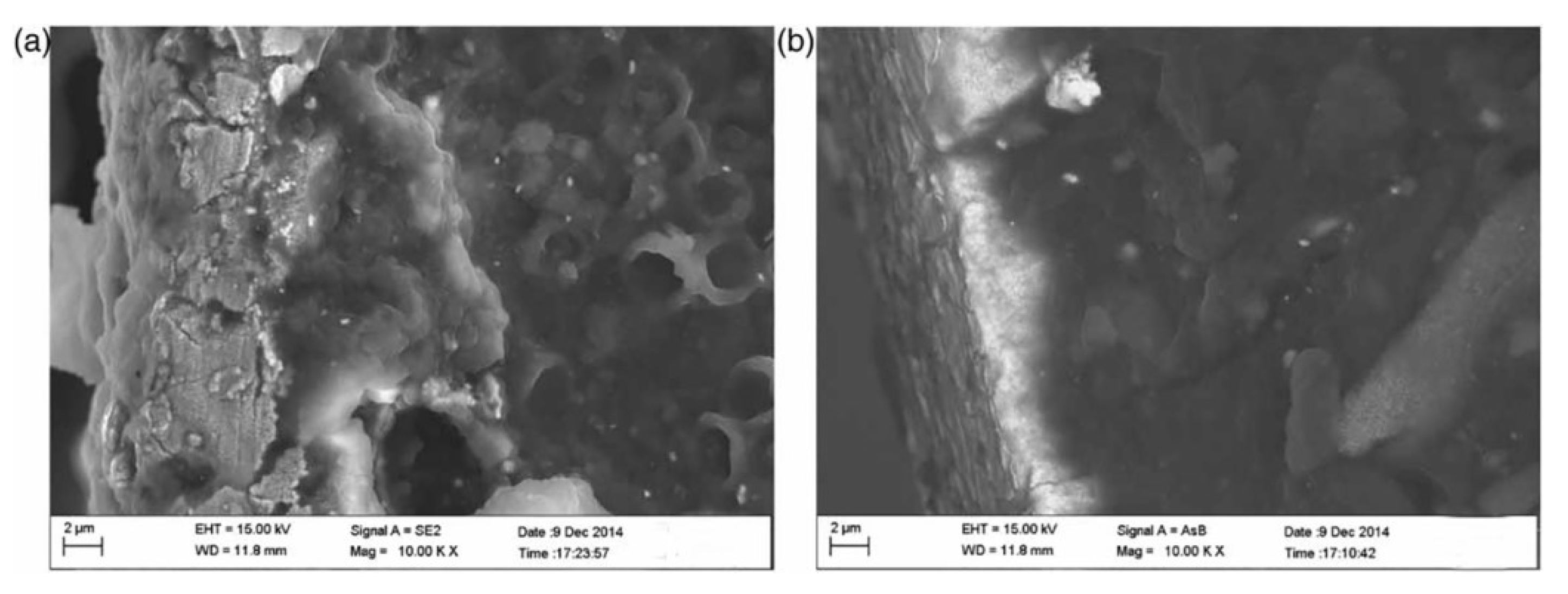 Ijms 23 03522 g007 Ijms 23 03522 g007