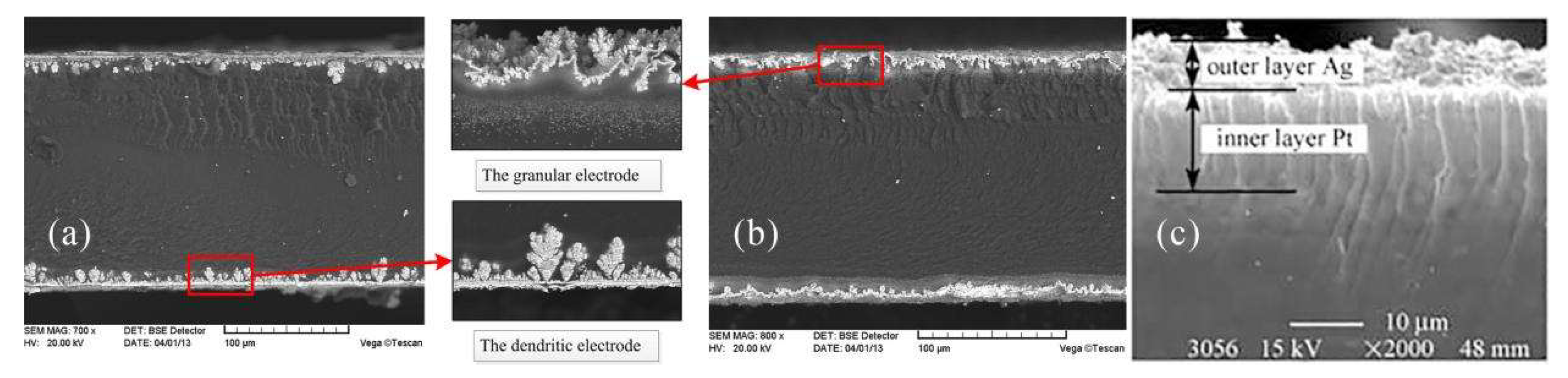 Ijms 23 03522 g011 Ijms 23 03522 g011