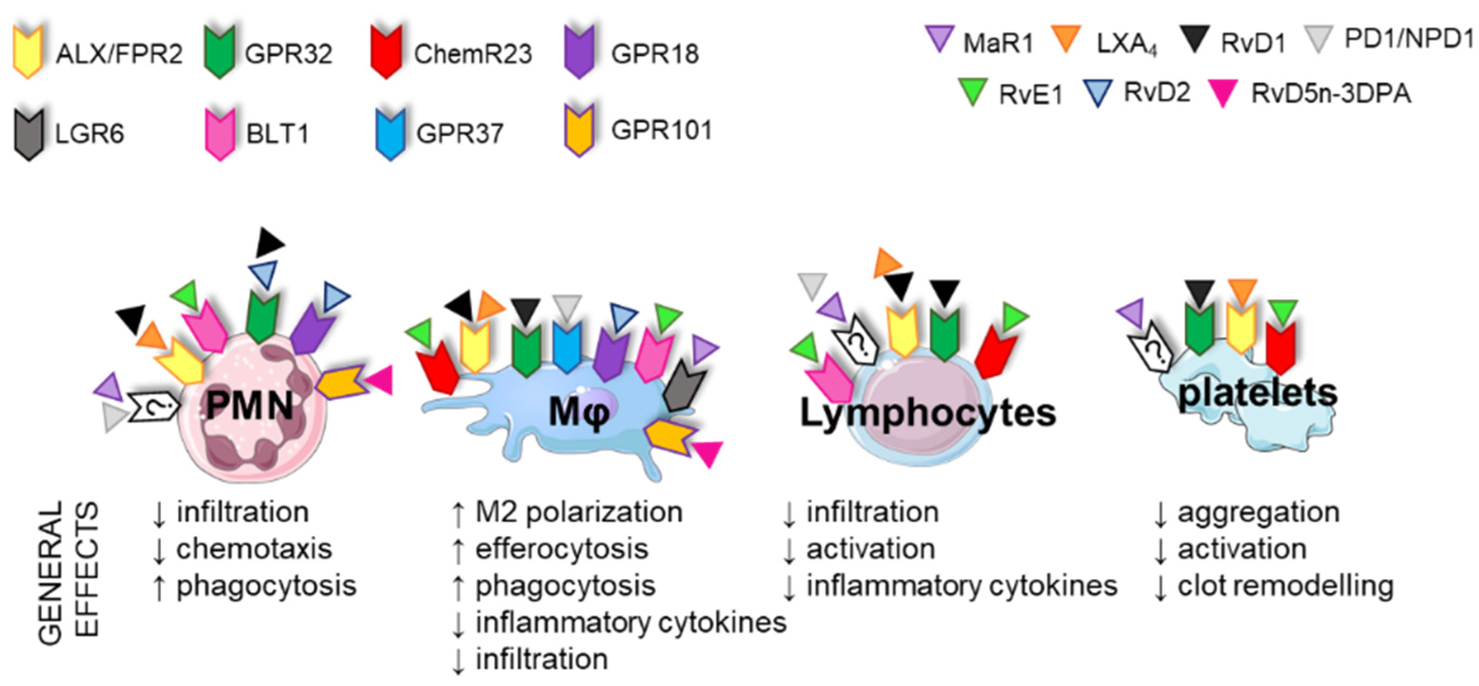 Ijms 23 03592 g004 Ijms 23 03592 g004