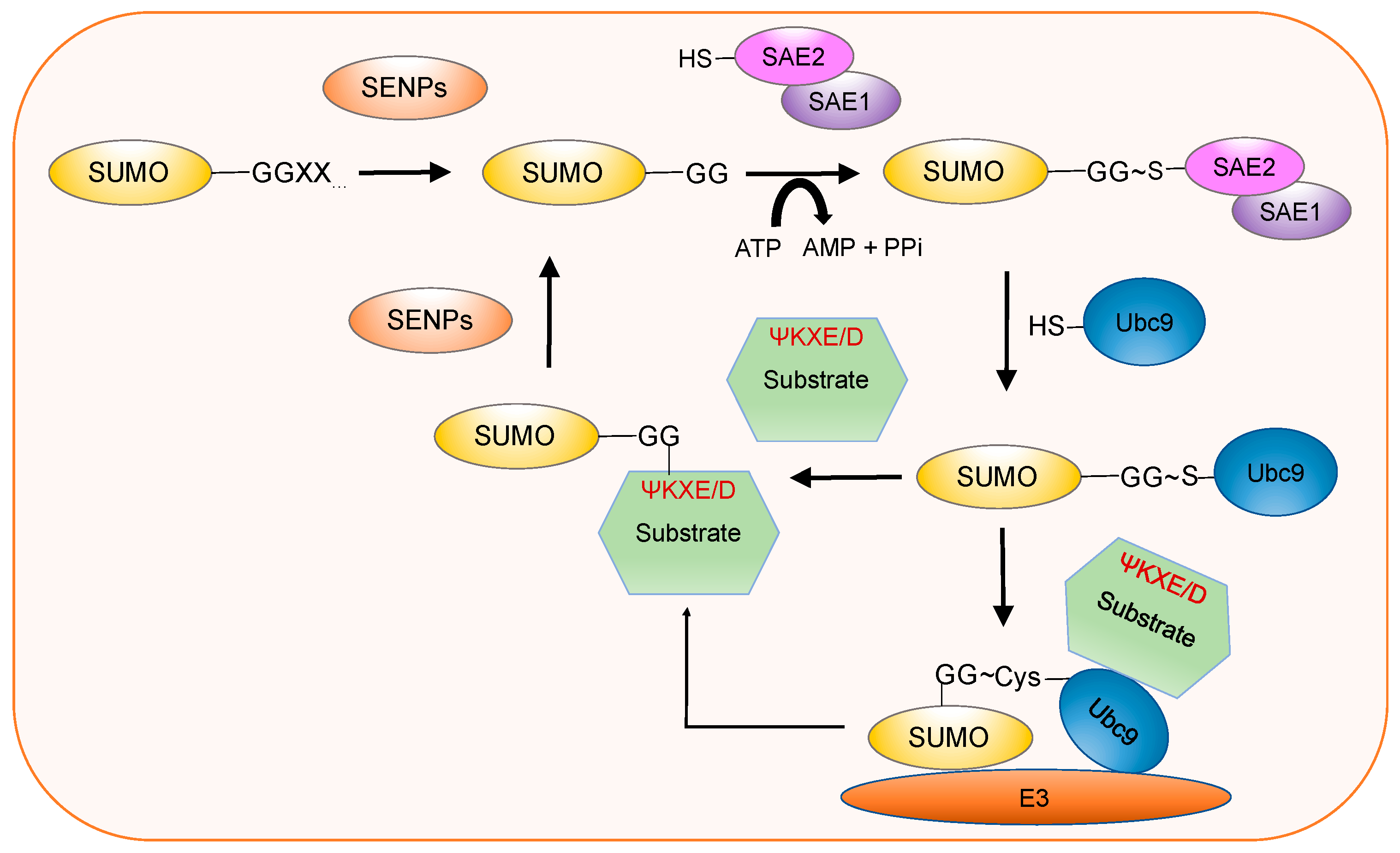 Ijms 23 03639 g002 Ijms 23 03639 g002