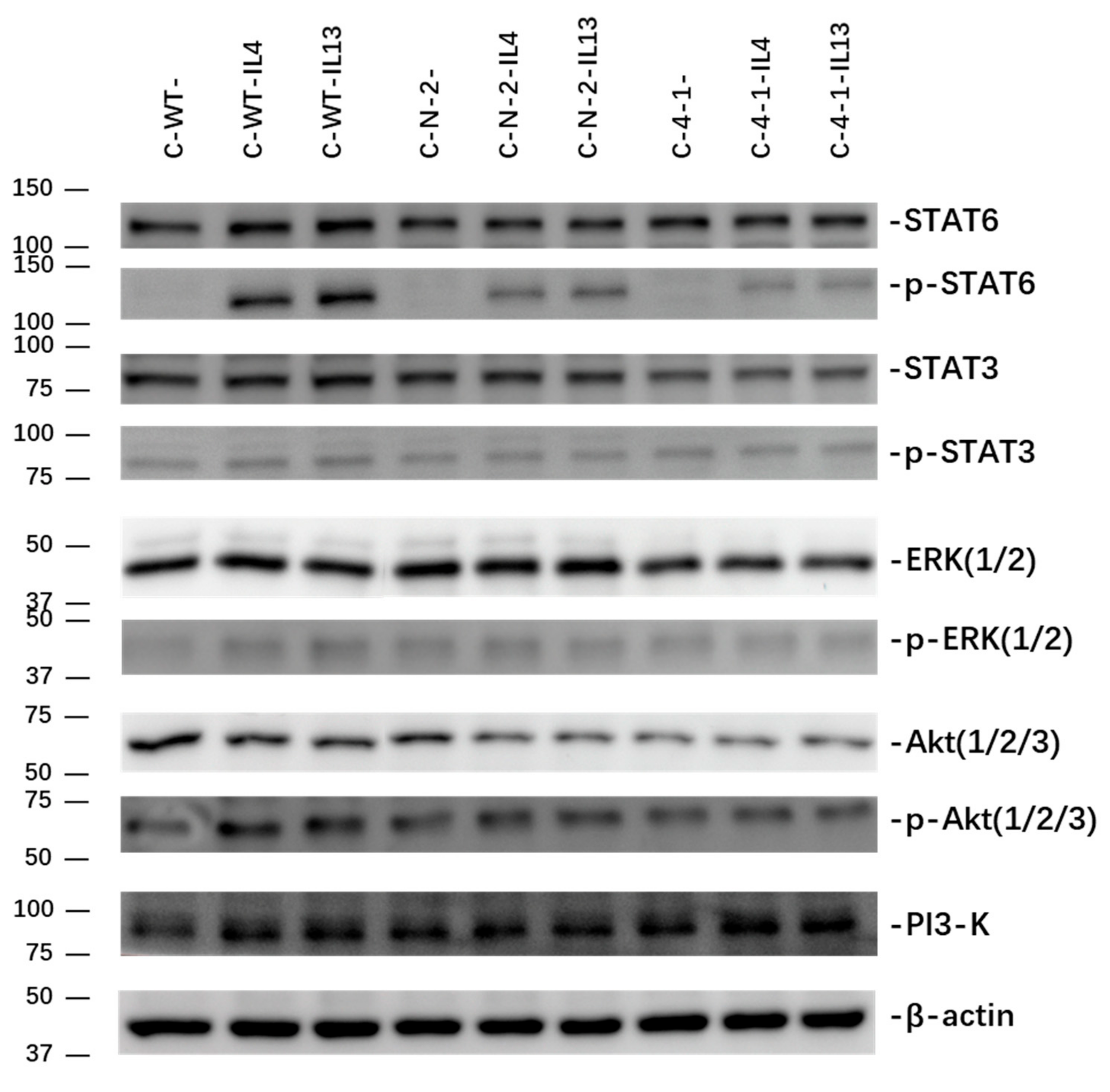 Ijms 23 03659 g008 Ijms 23 03659 g008