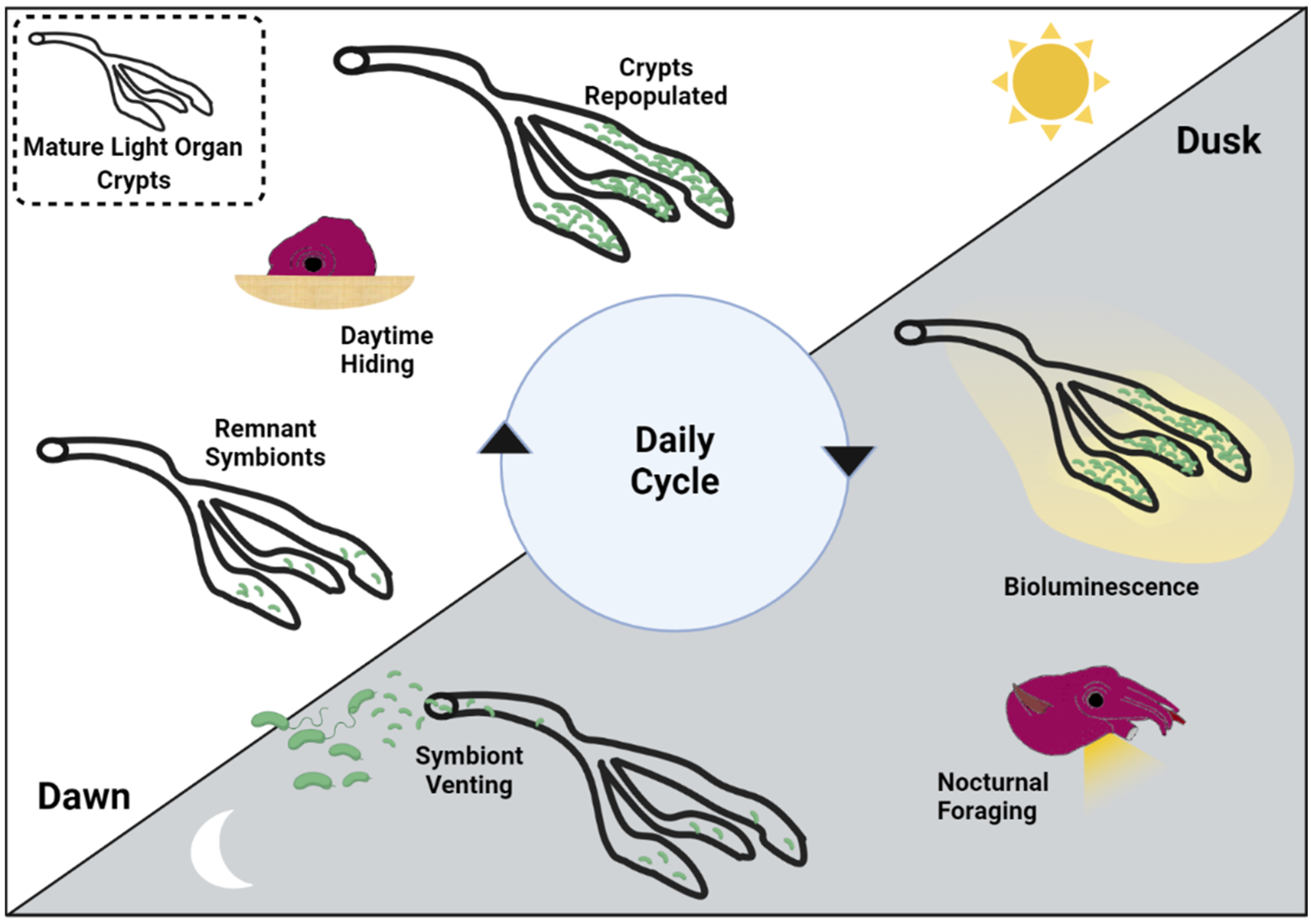 Ijms 23 03743 g001 Ijms 23 03743 g001