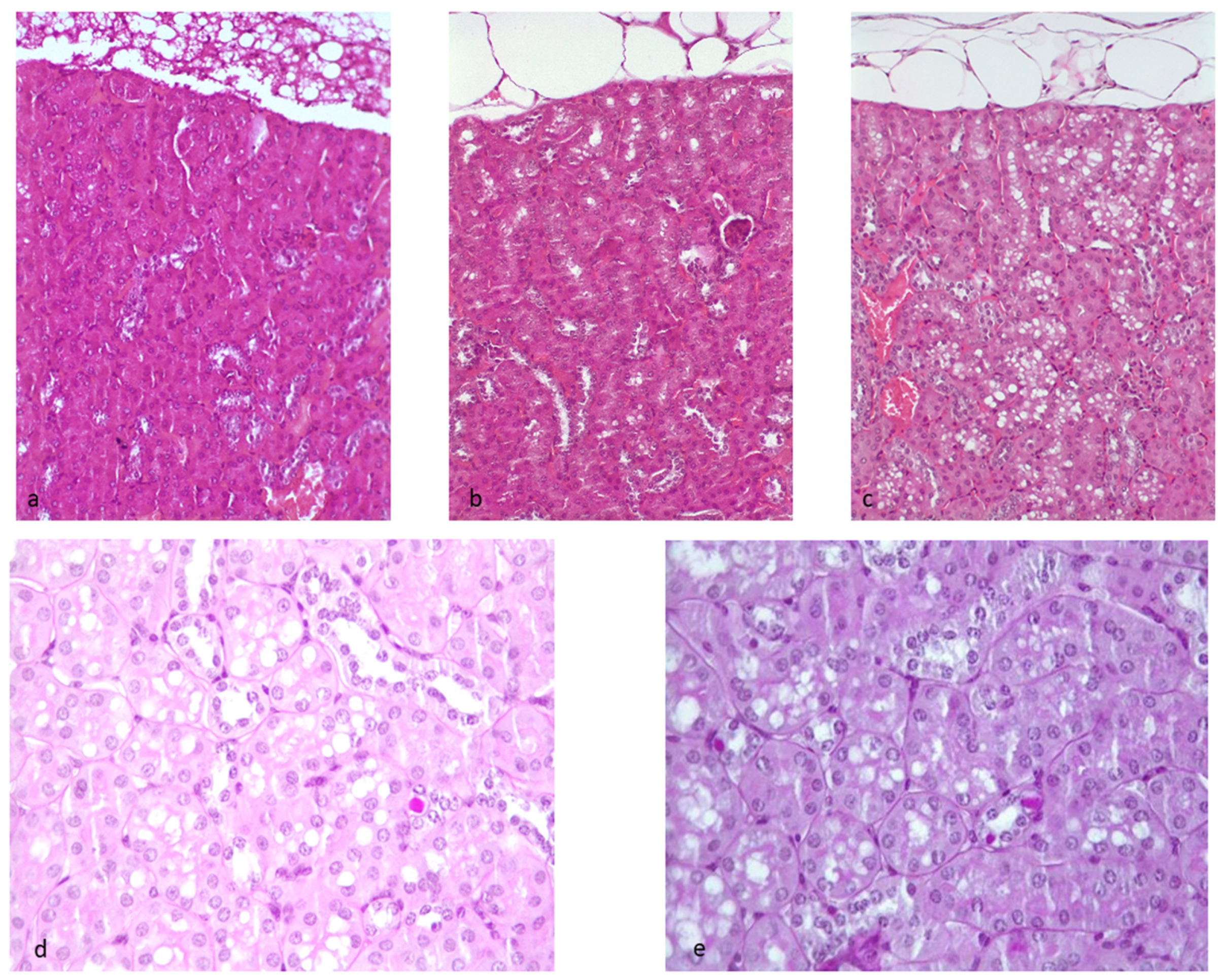 Ijms 23 03809 g007 Ijms 23 03809 g007