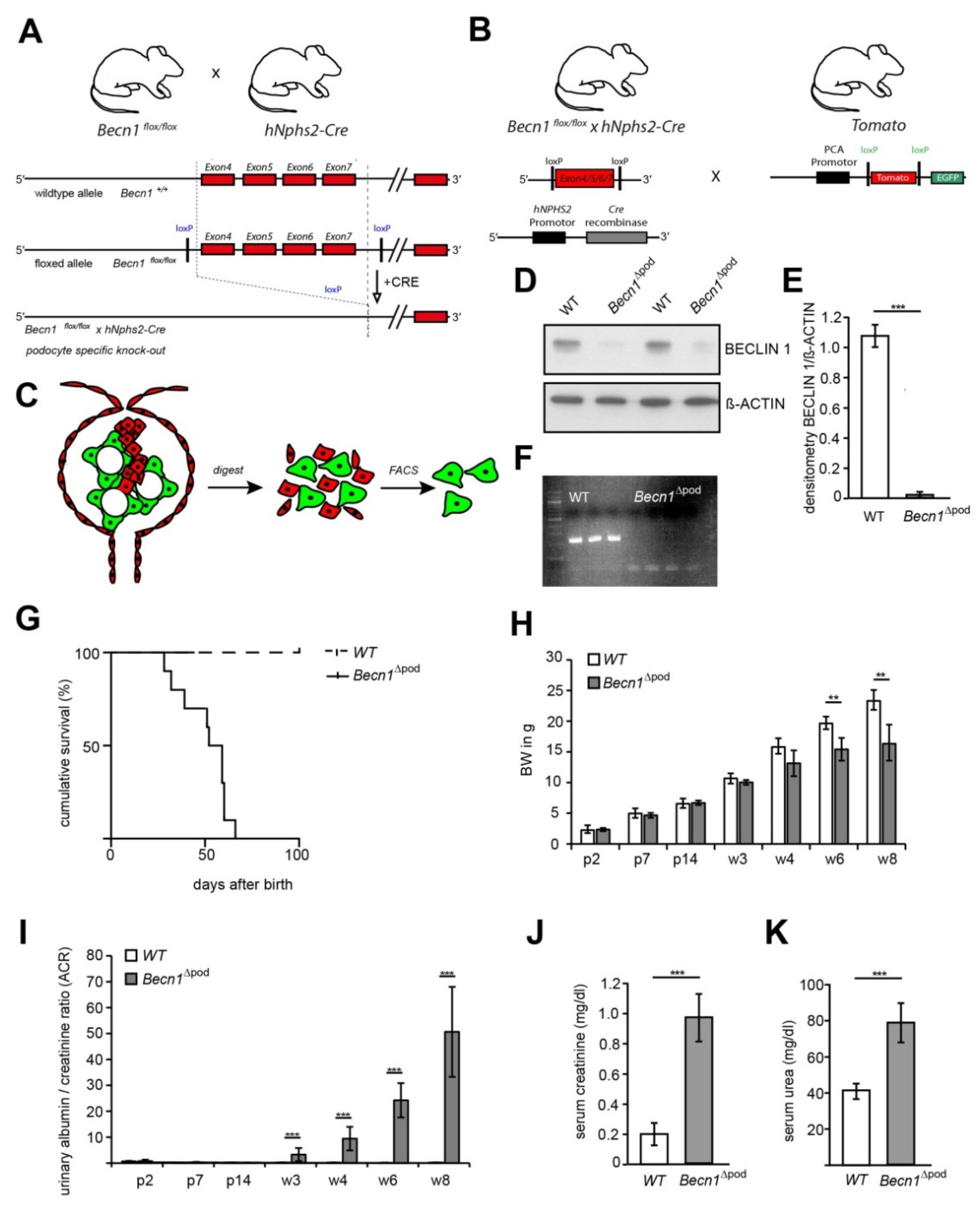 Ijms 23 03825 g001 Ijms 23 03825 g001