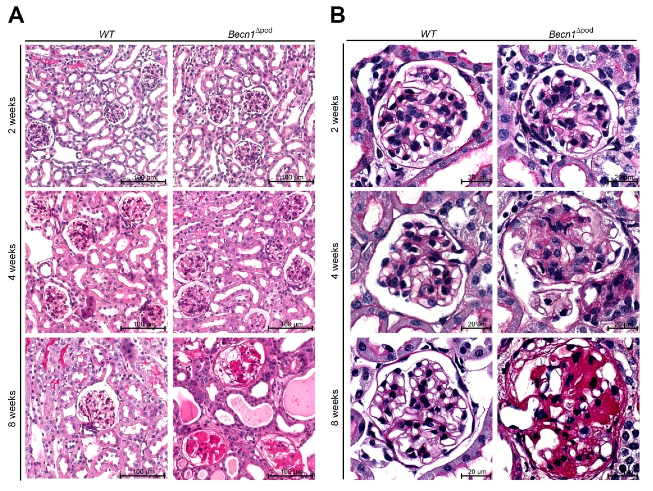 Ijms 23 03825 g002a Ijms 23 03825 g002a