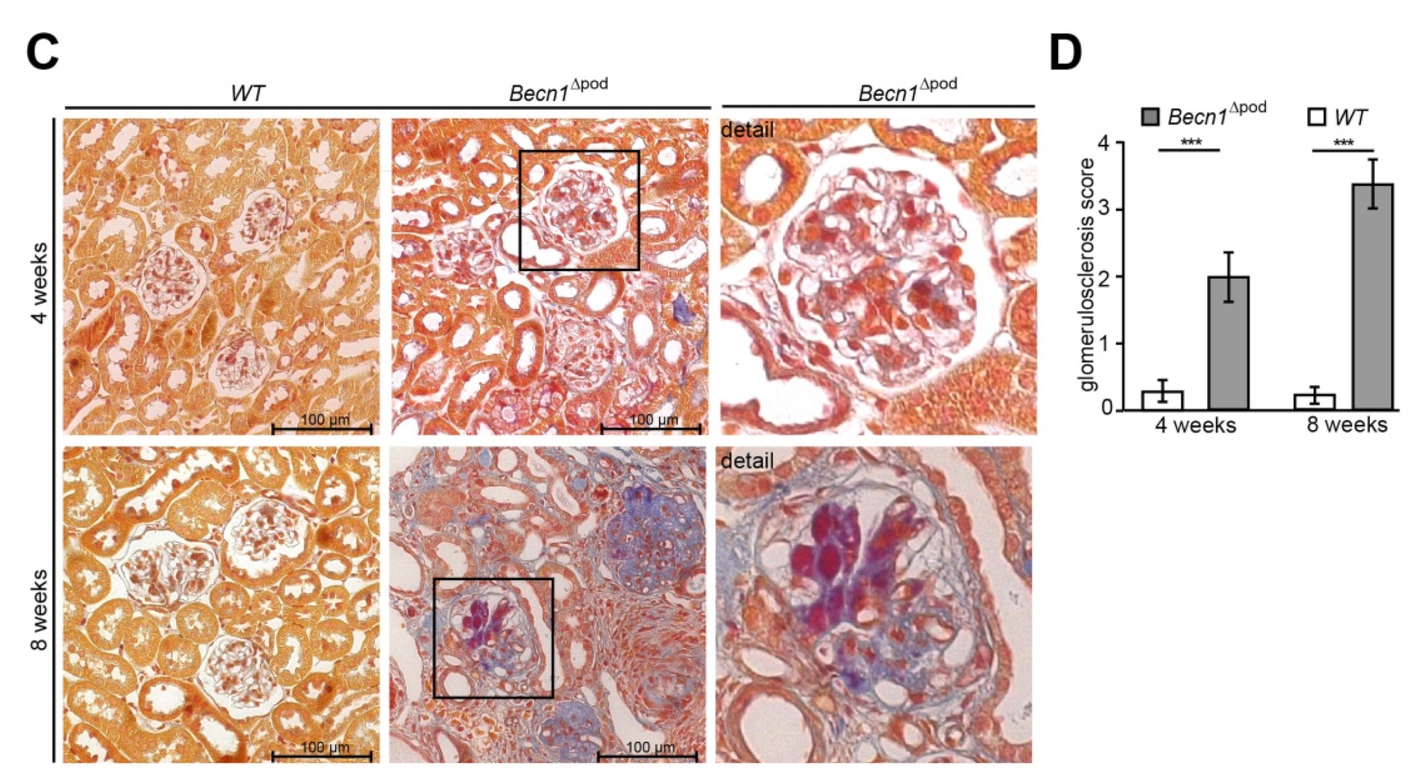 Ijms 23 03825 g002b Ijms 23 03825 g002b